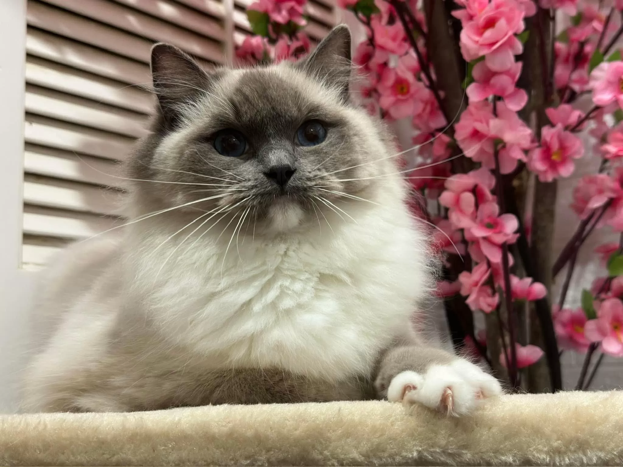 queens gallery image