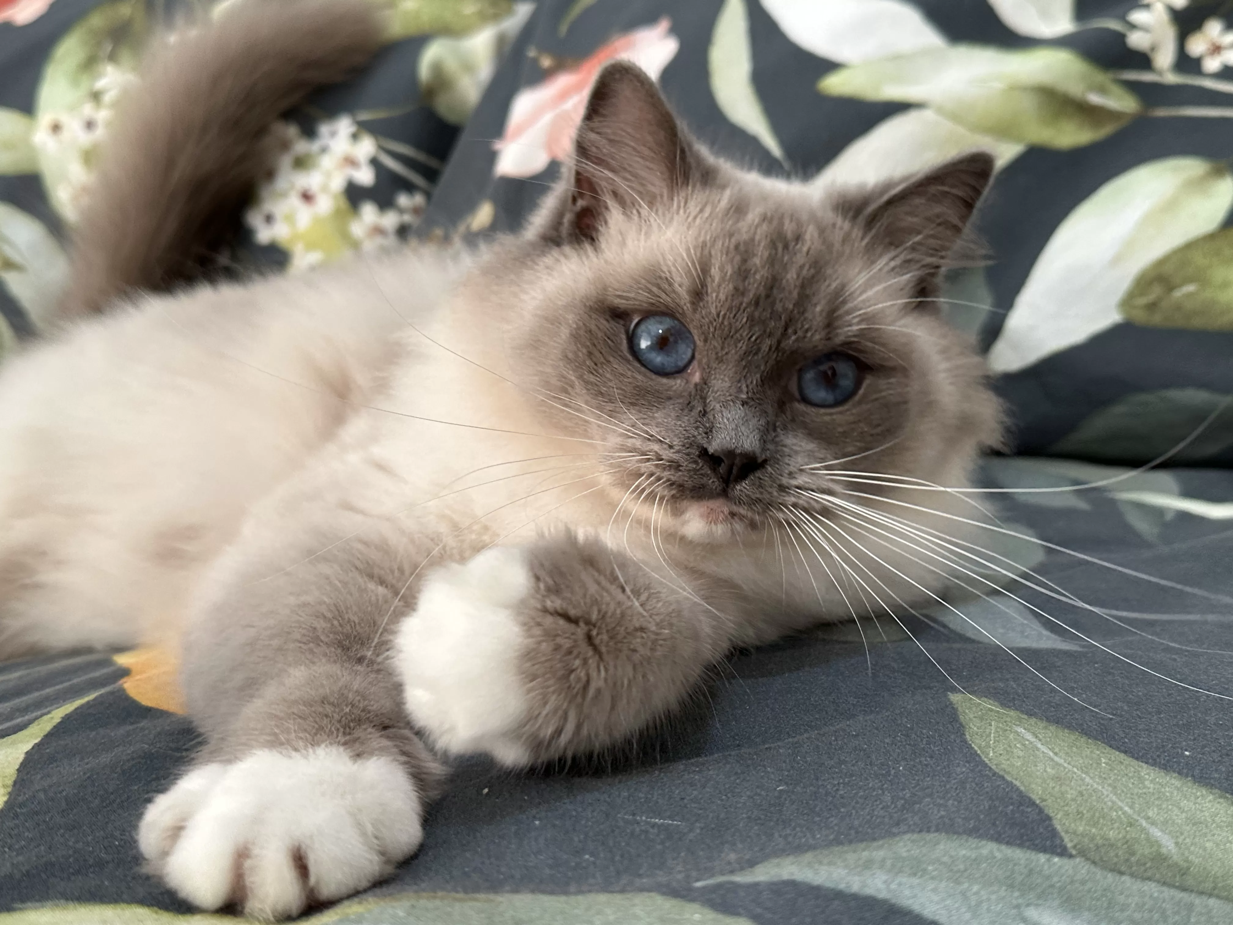 queens gallery image