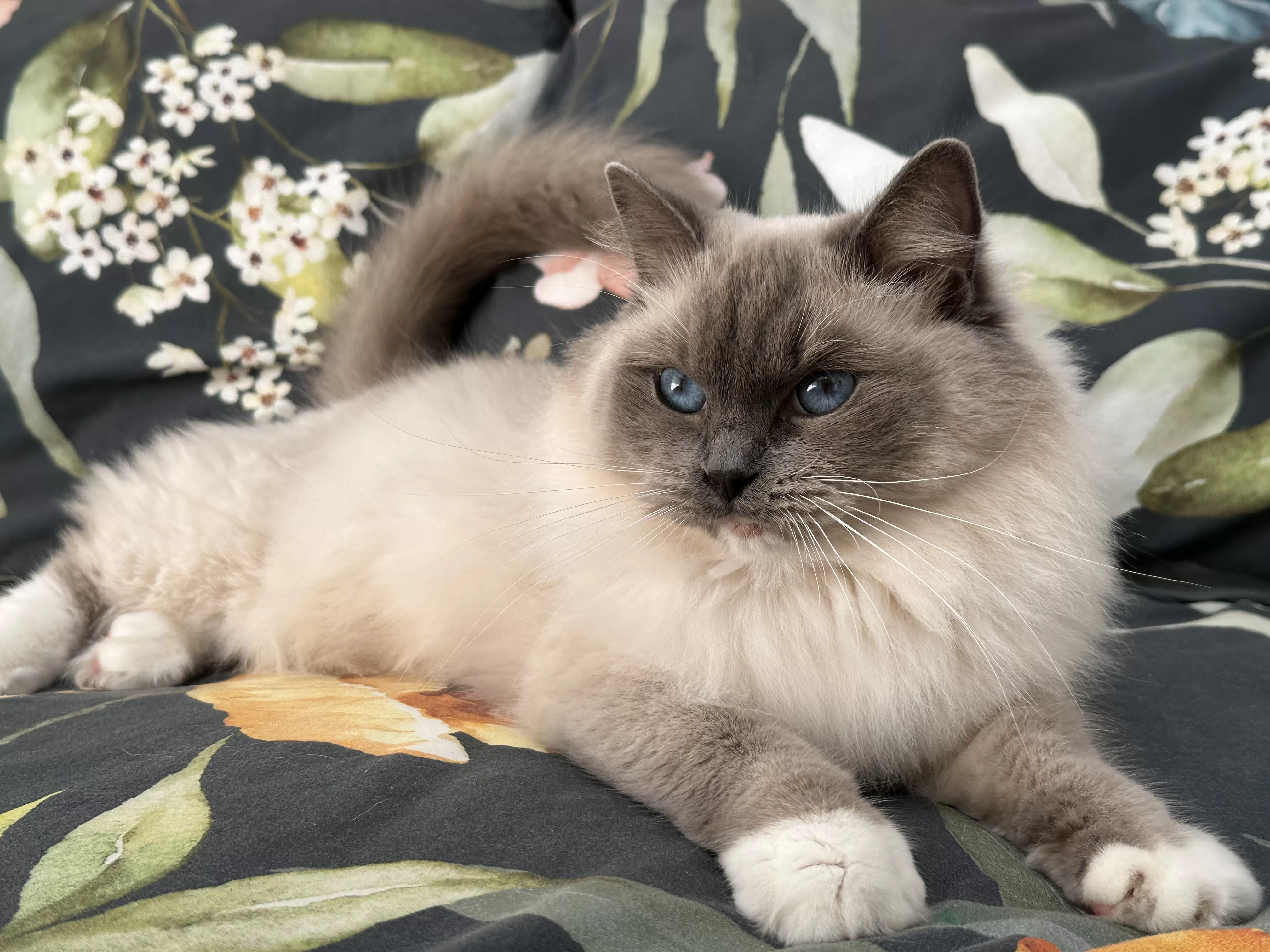 queens gallery image