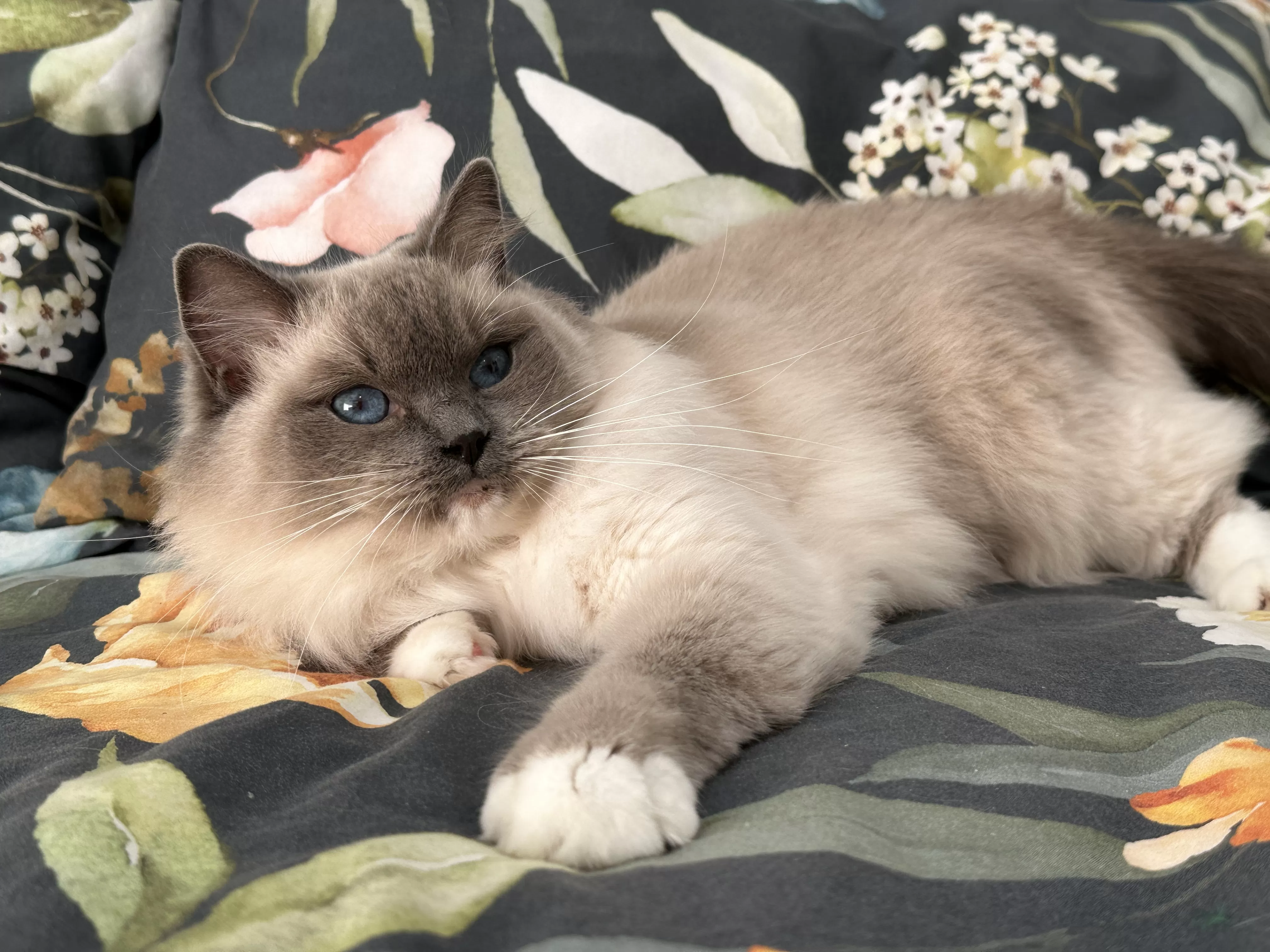 queens gallery image