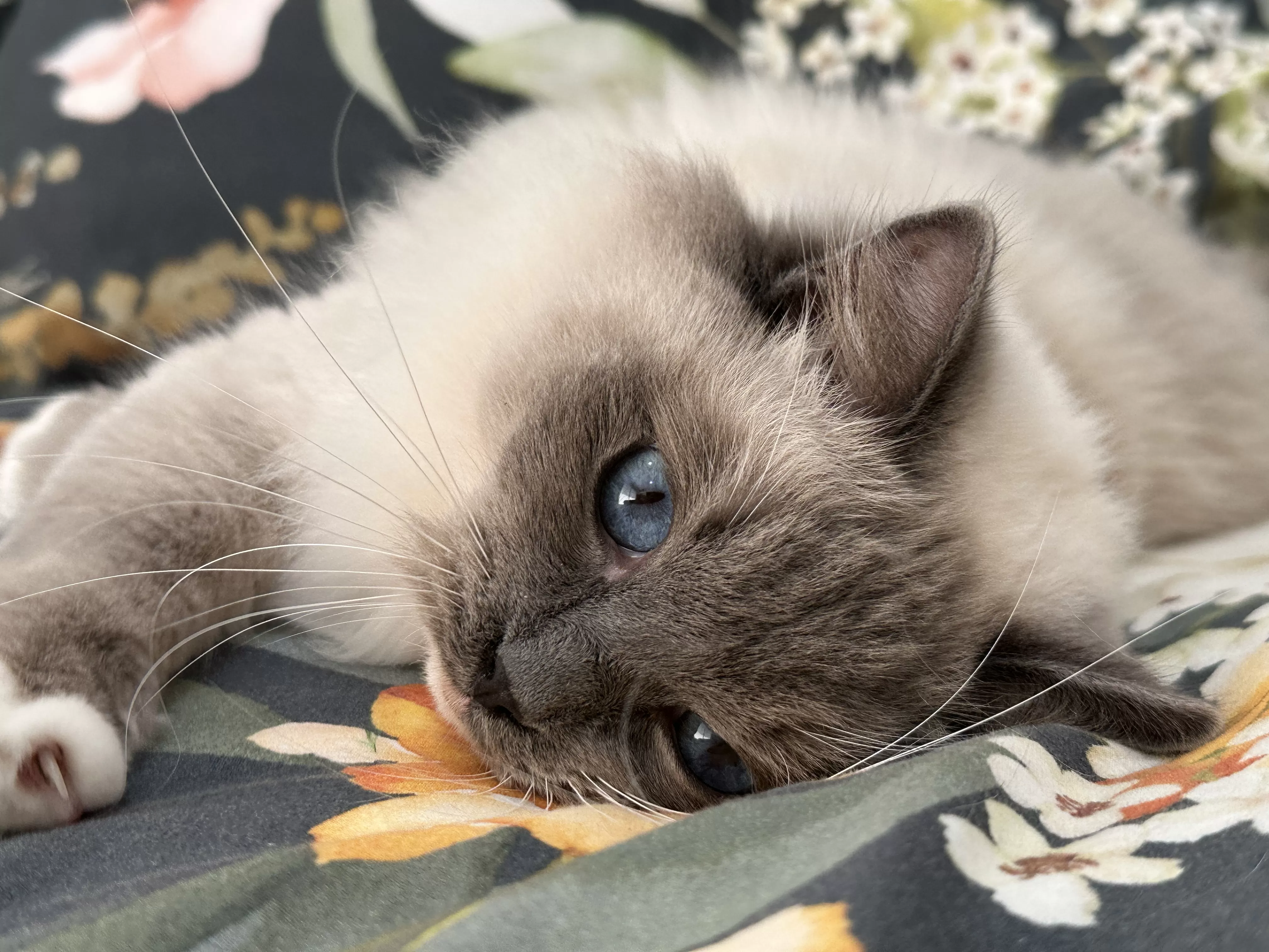 queens gallery image