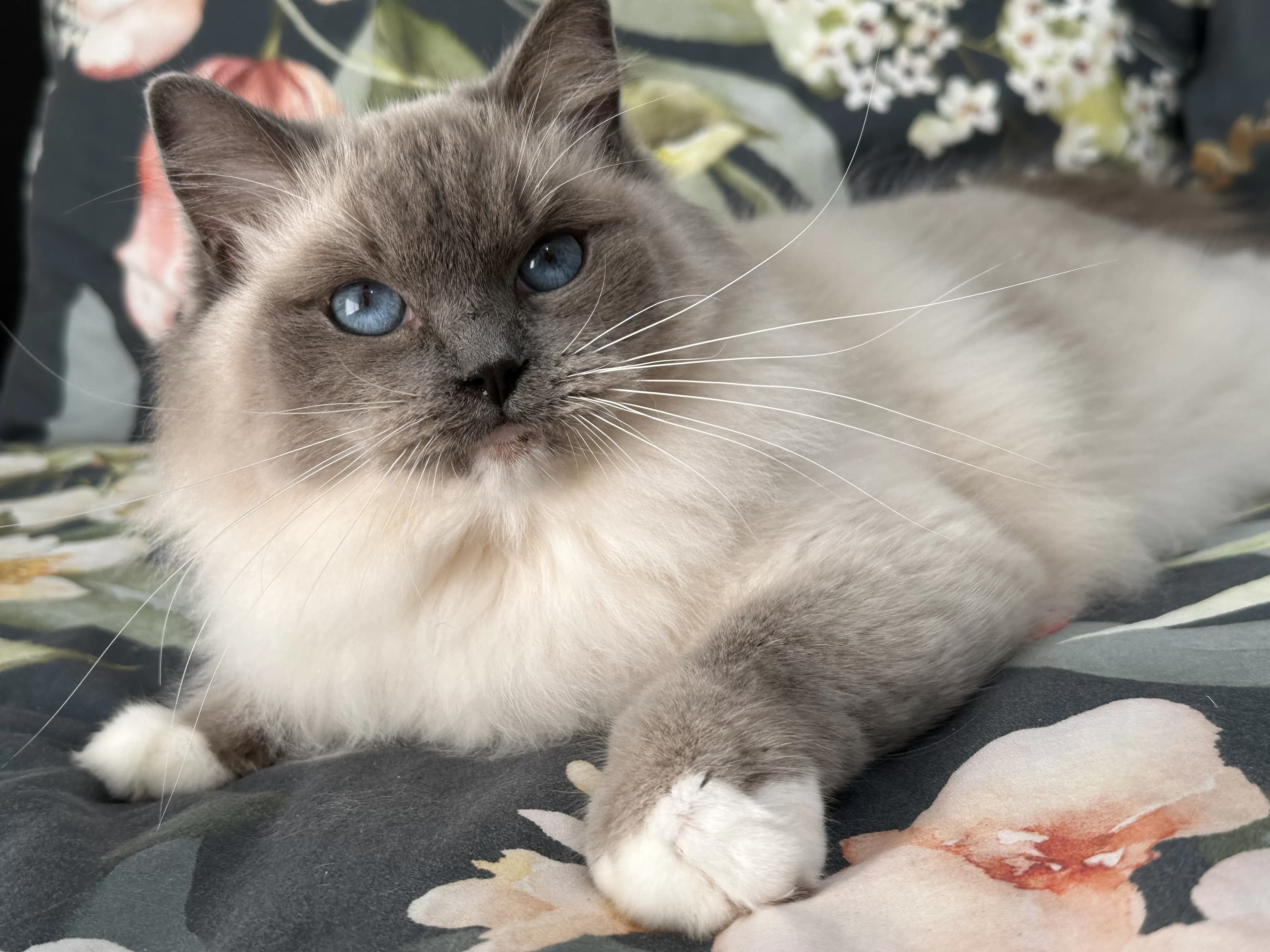 queens gallery image