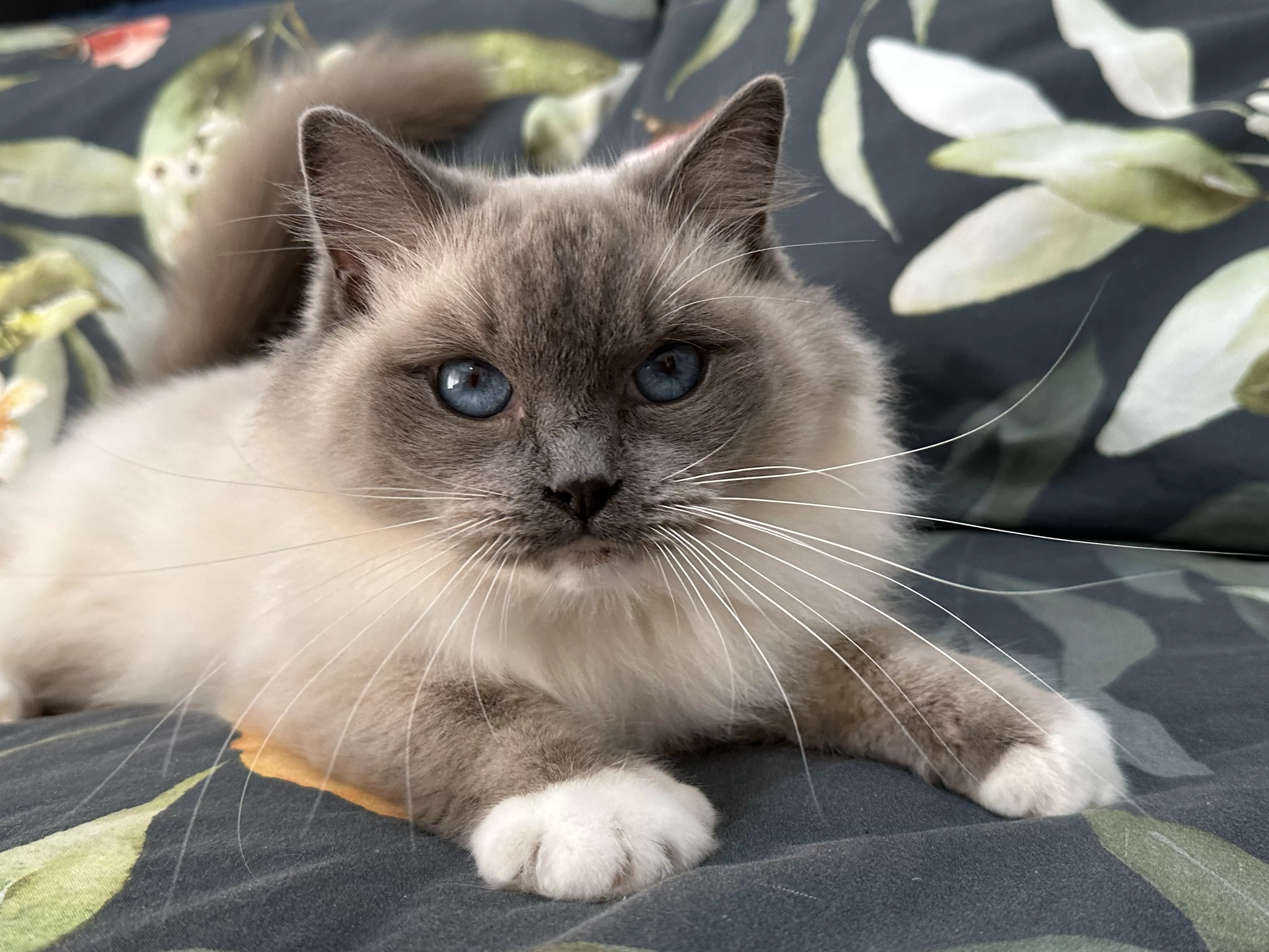 queens gallery image