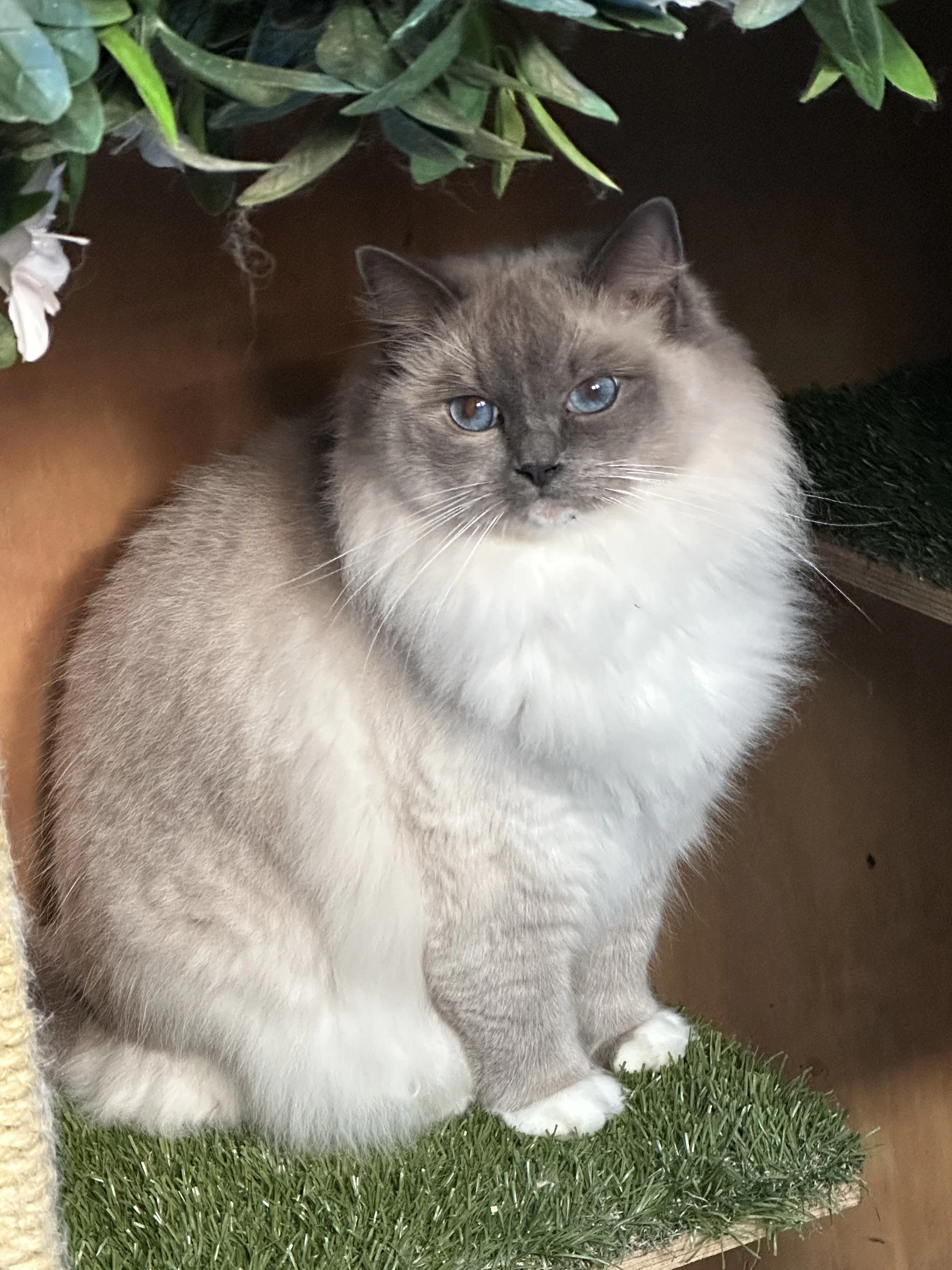 queens gallery image