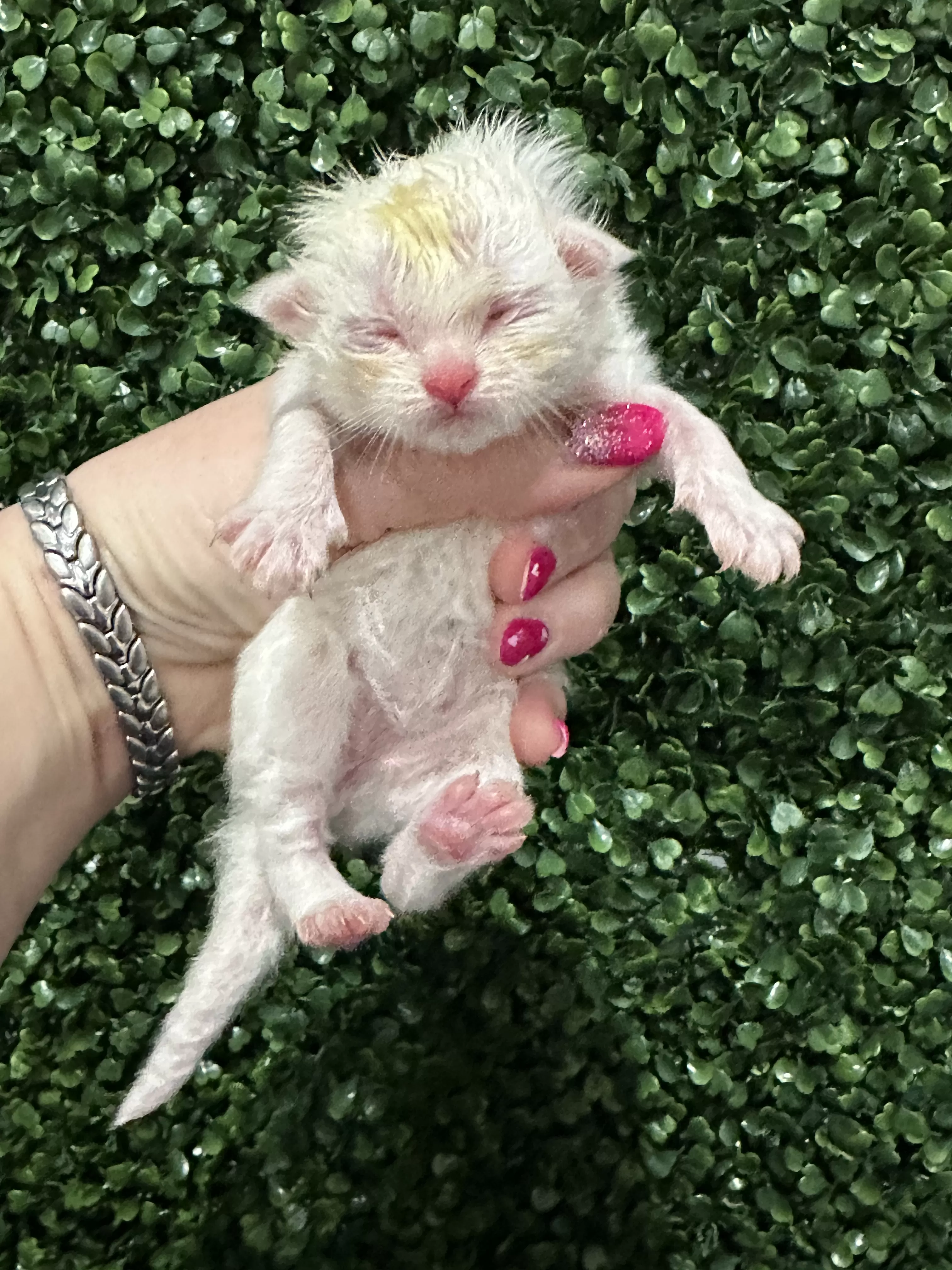 queens gallery image