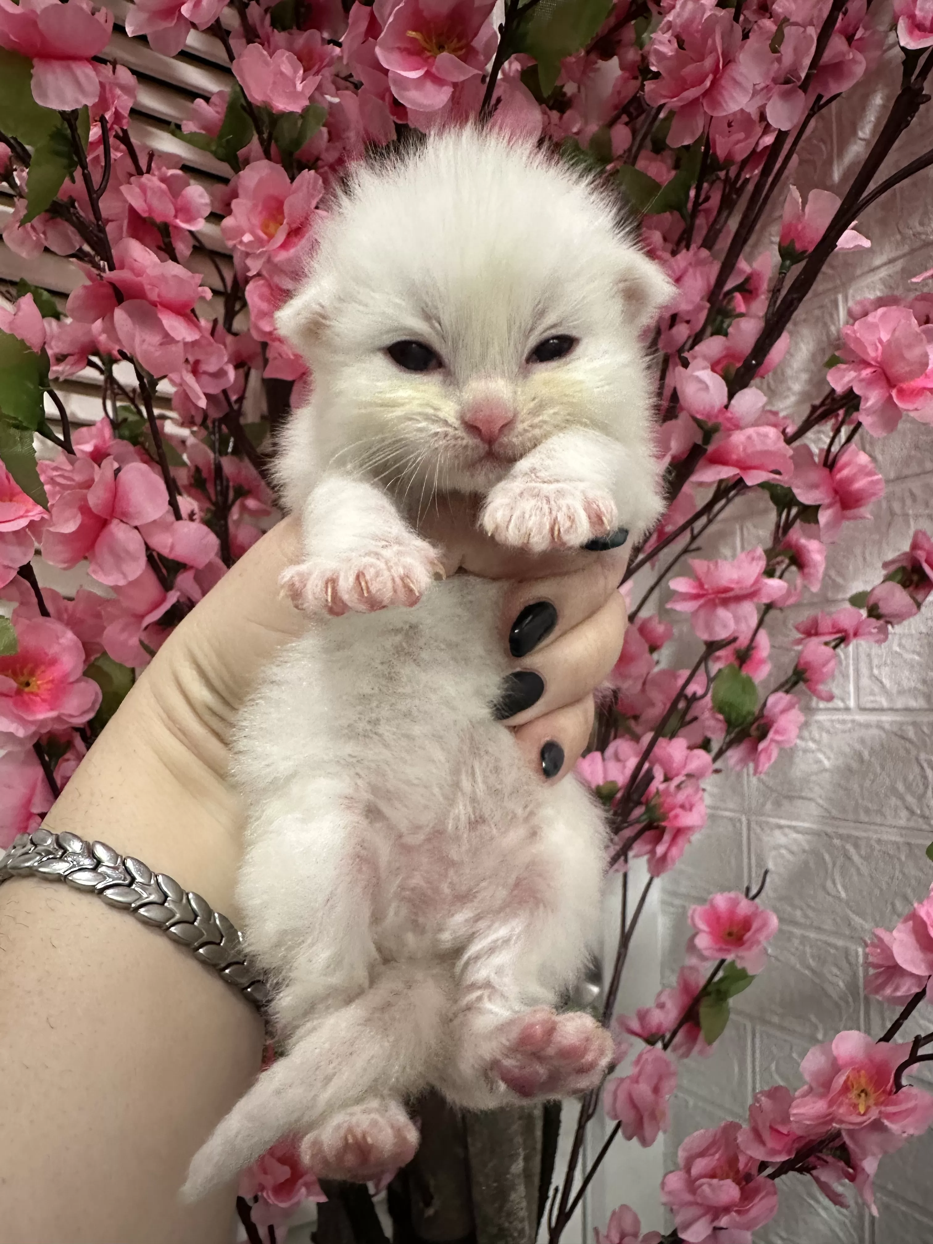 queens gallery image