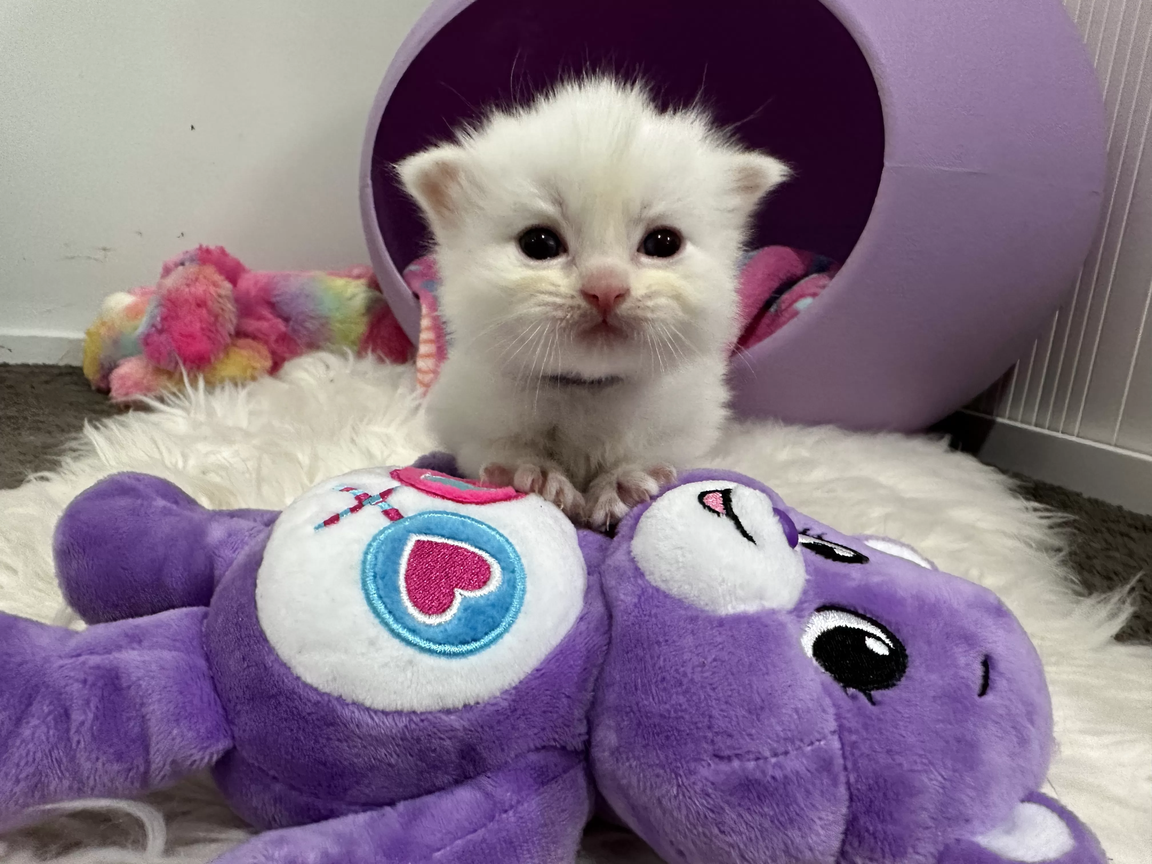 queens gallery image