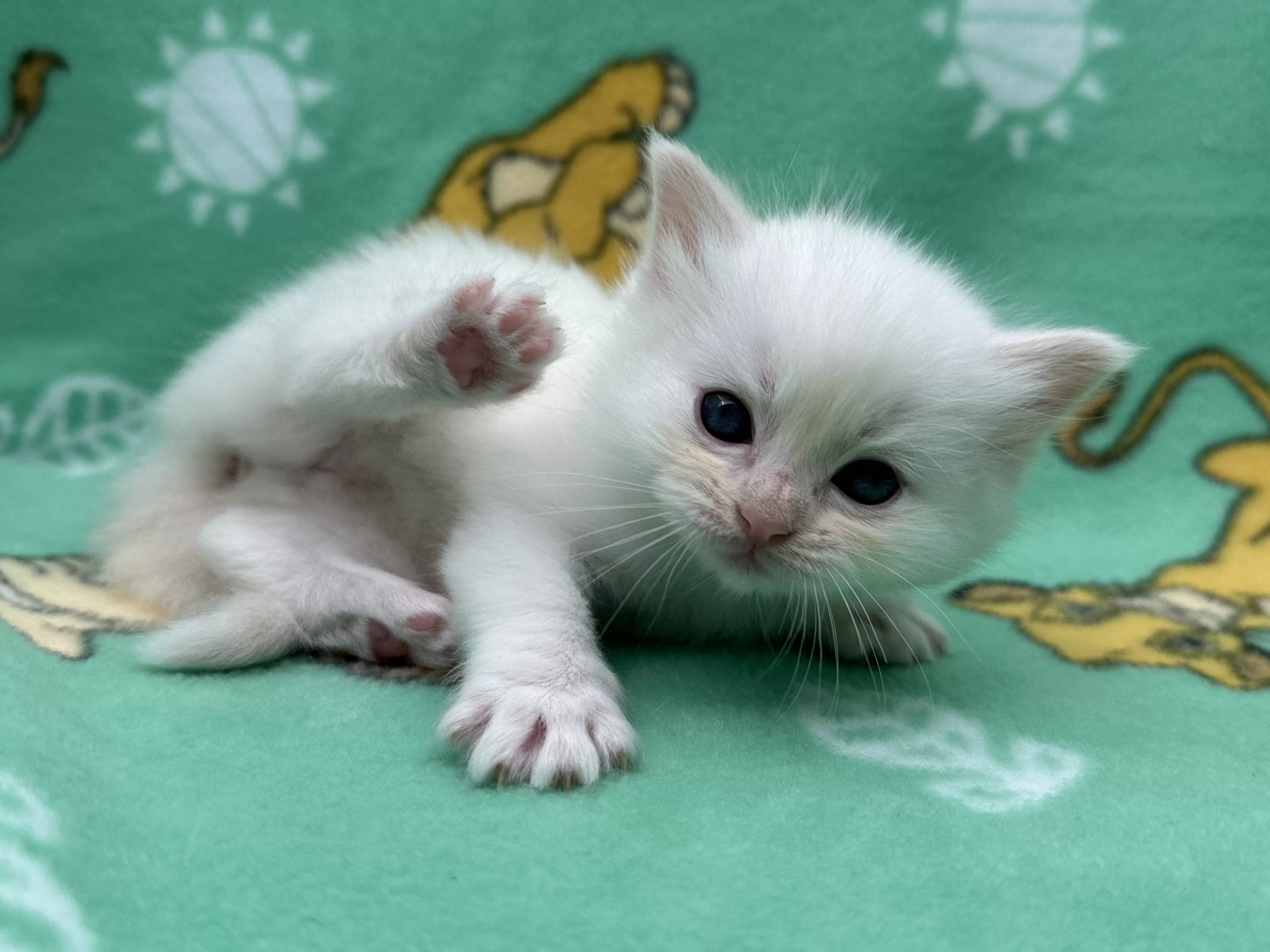 queens gallery image