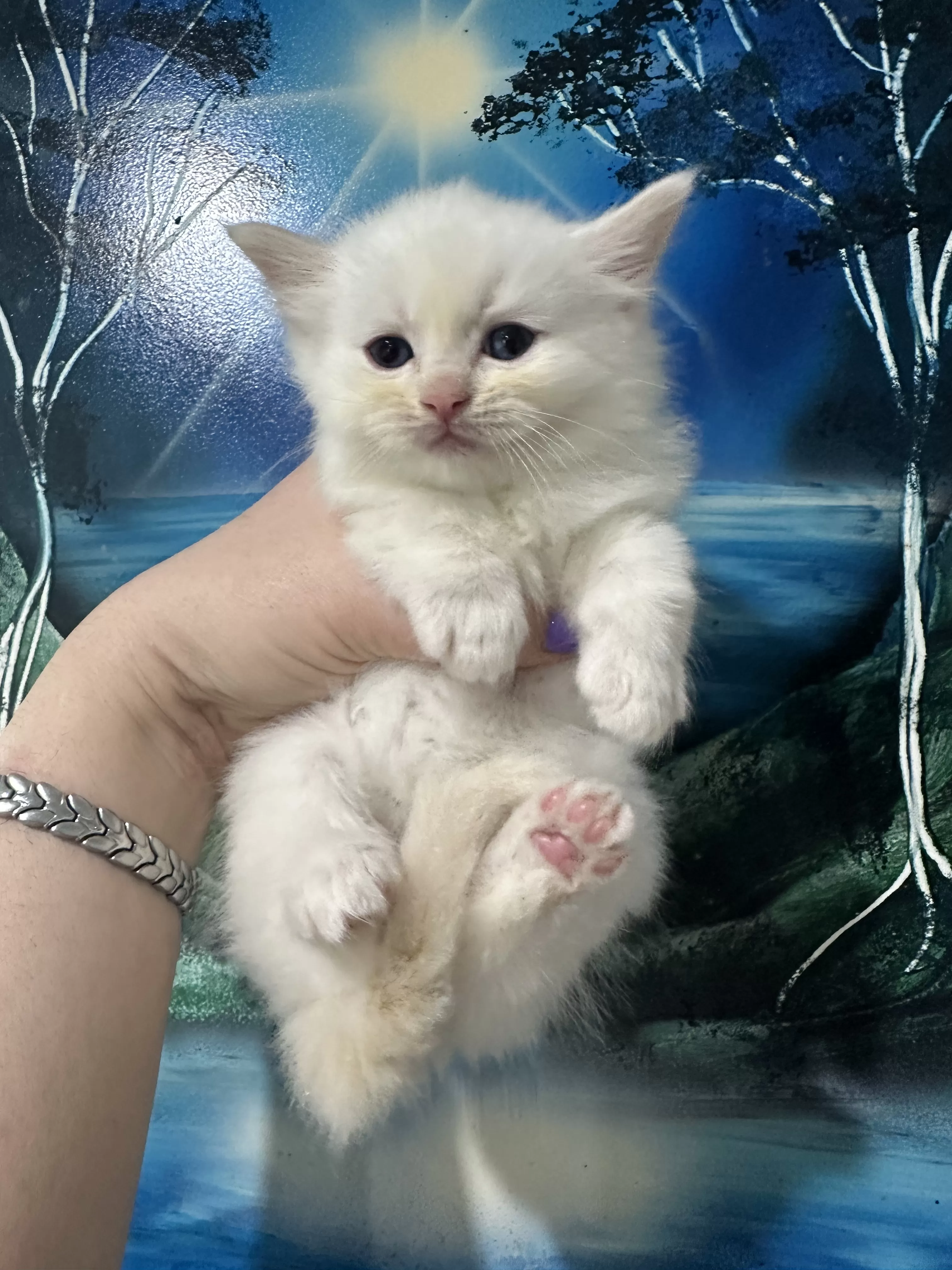 queens gallery image