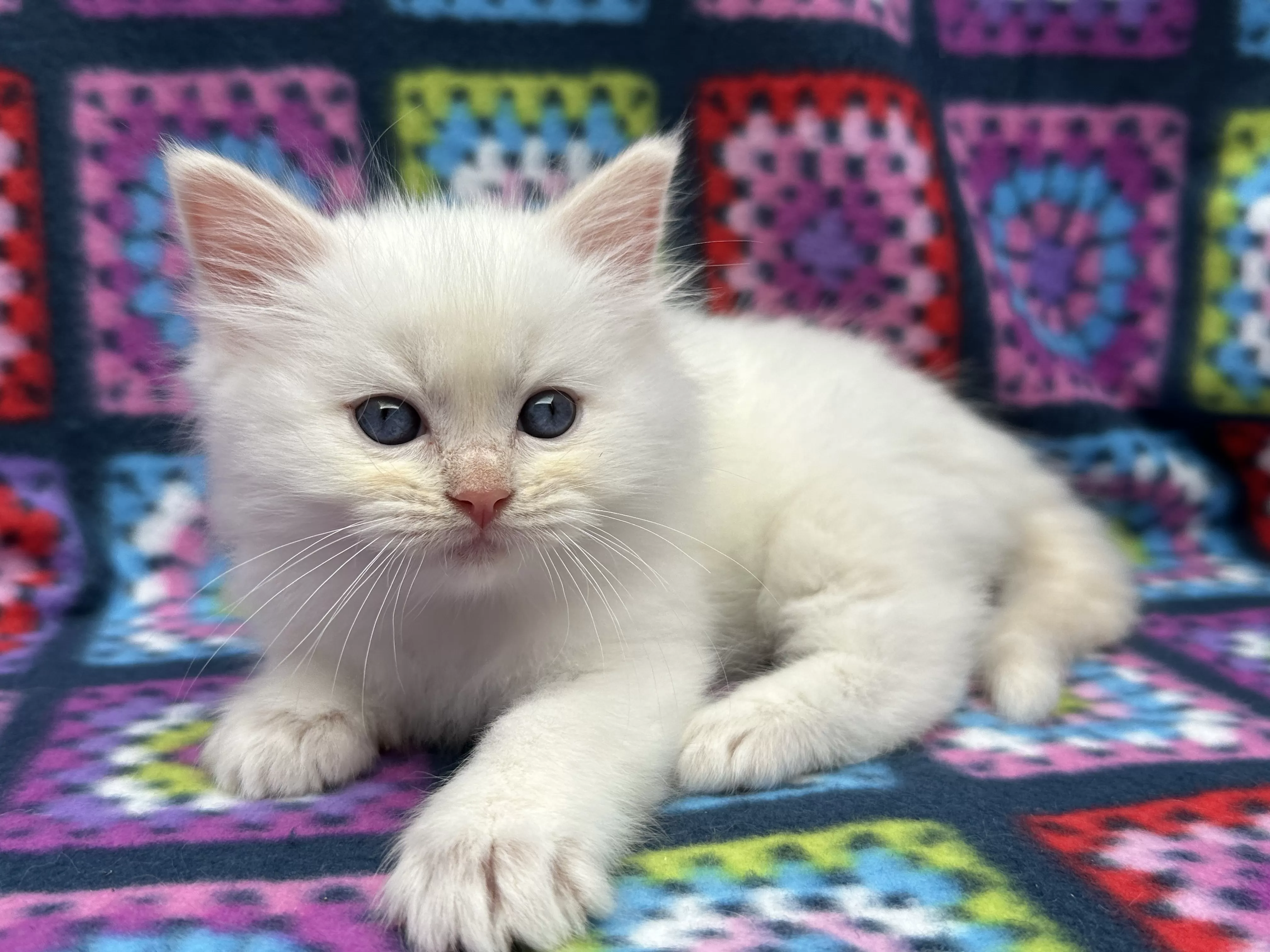 queens gallery image