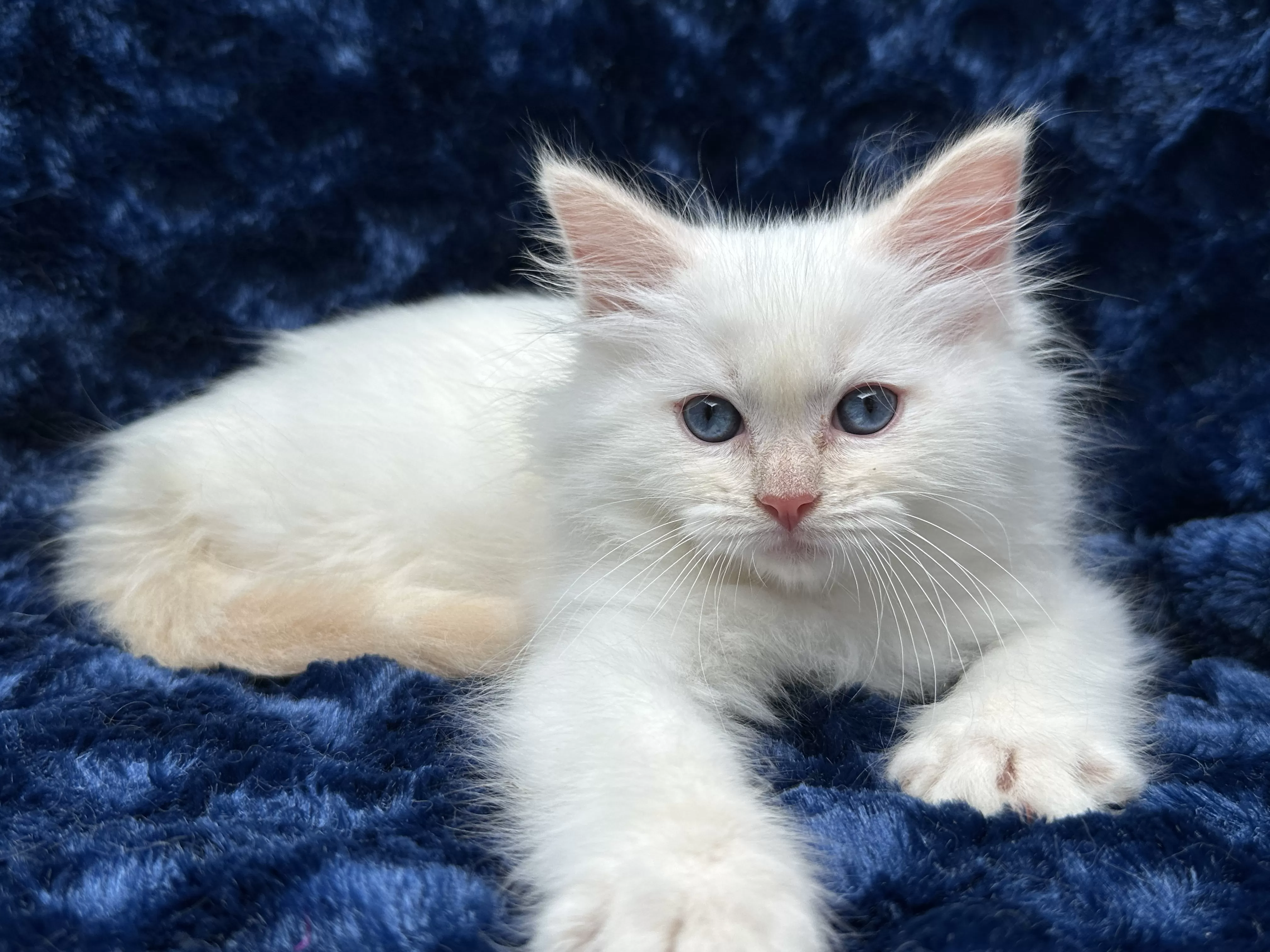 queens gallery image