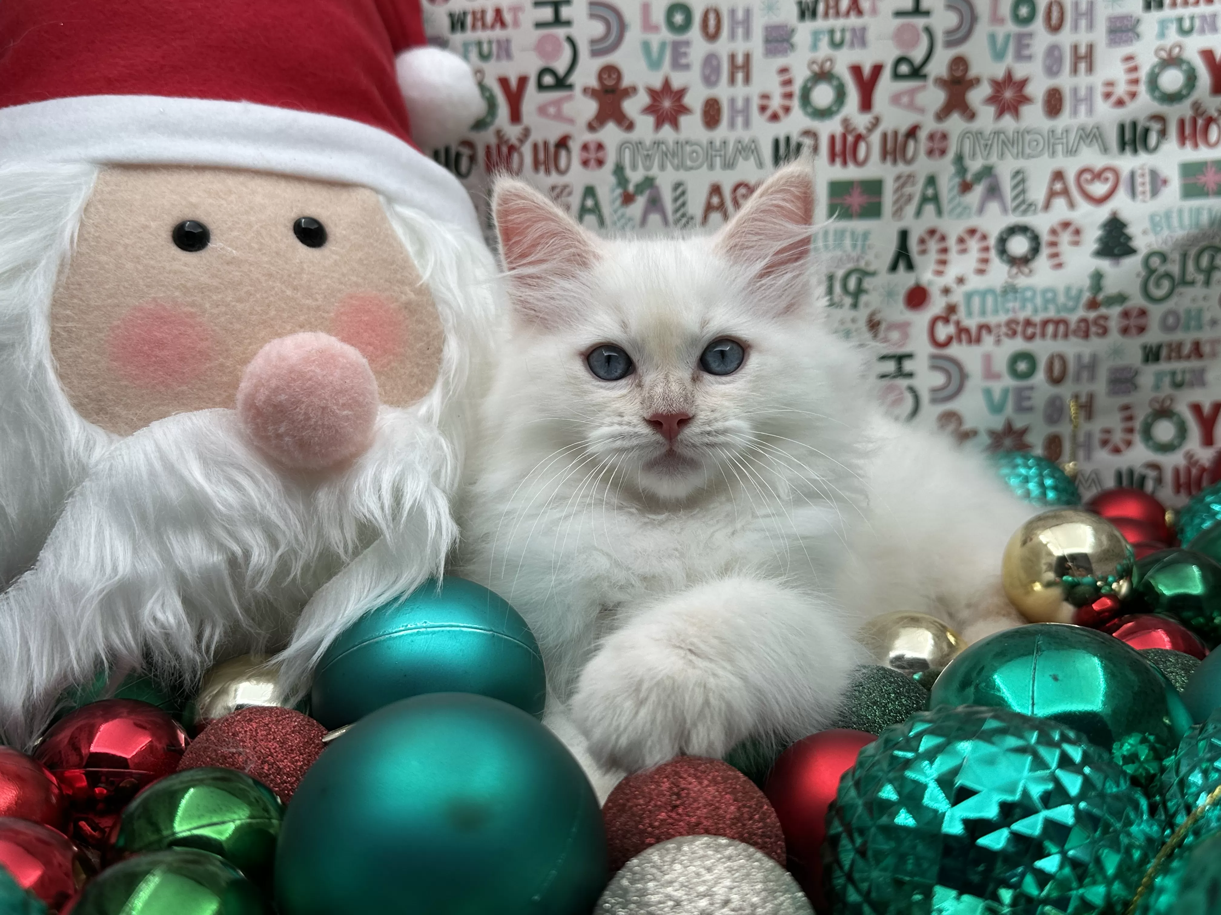 queens gallery image