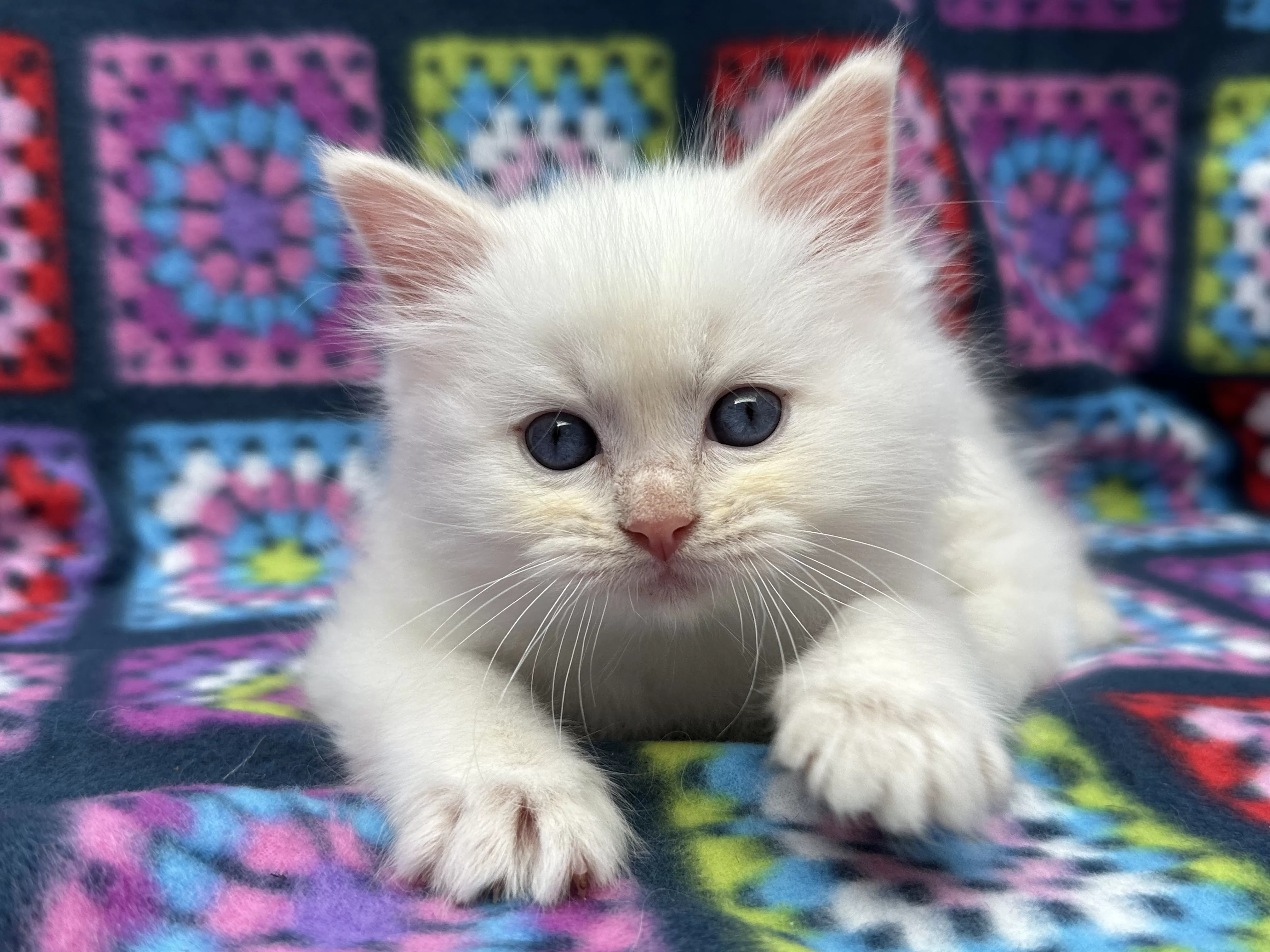 queens gallery image