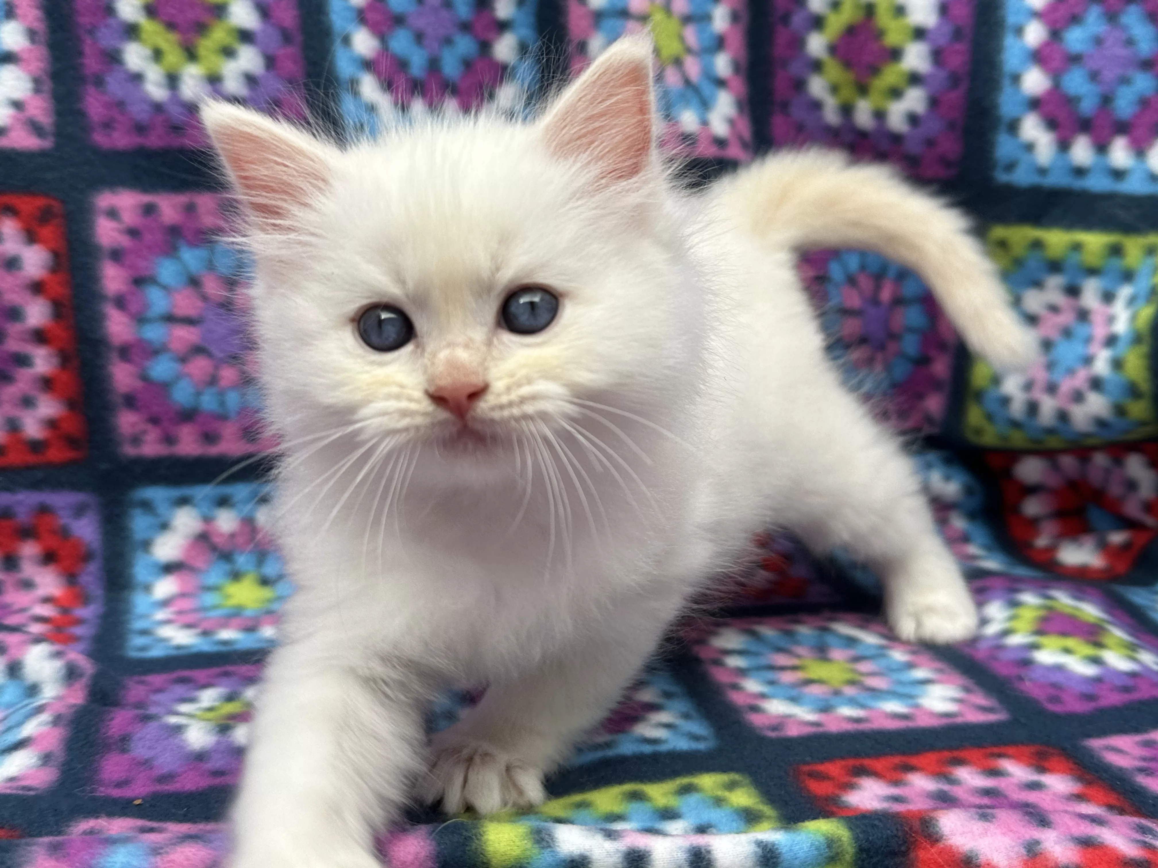 queens gallery image