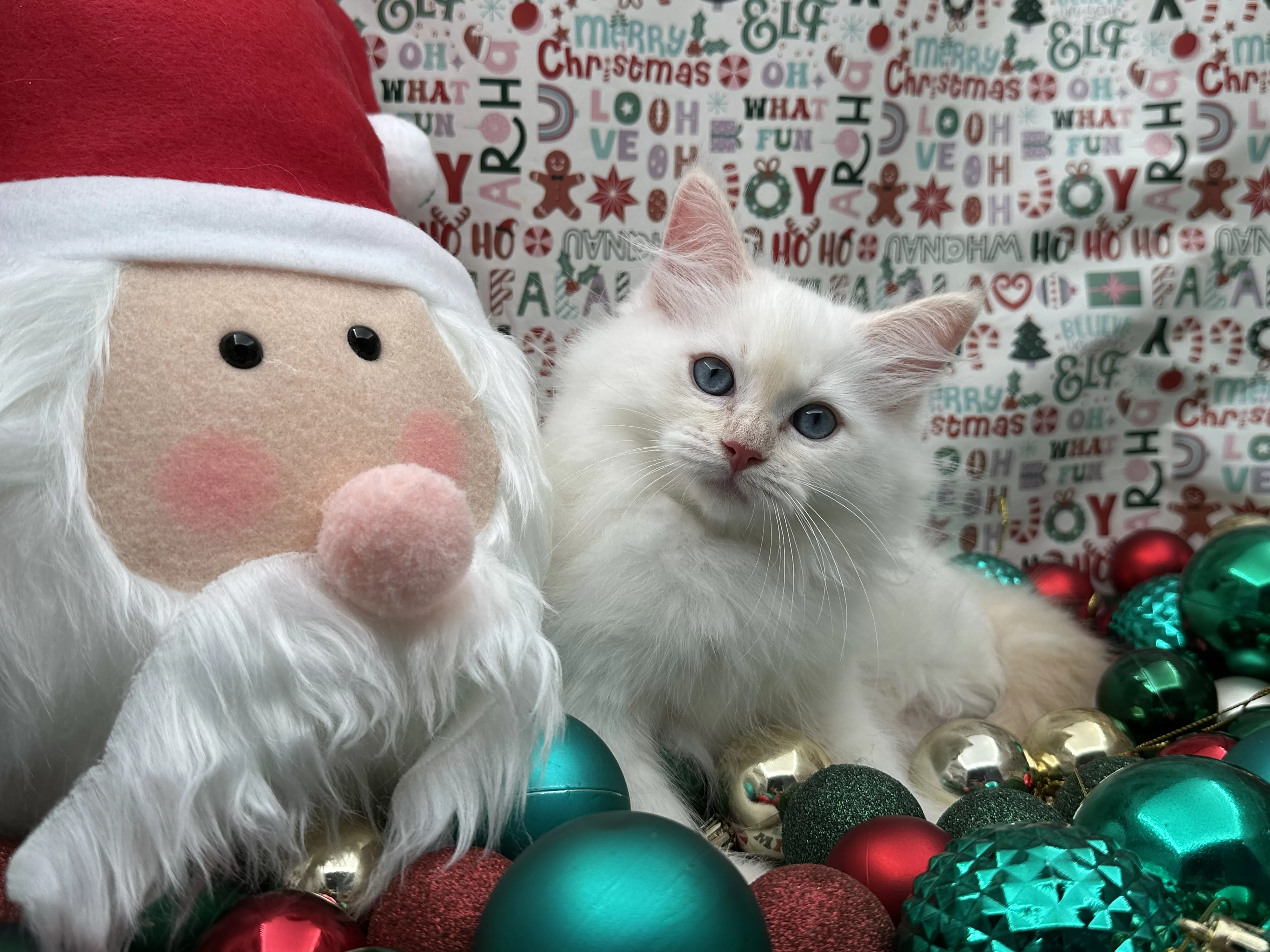 queens gallery image