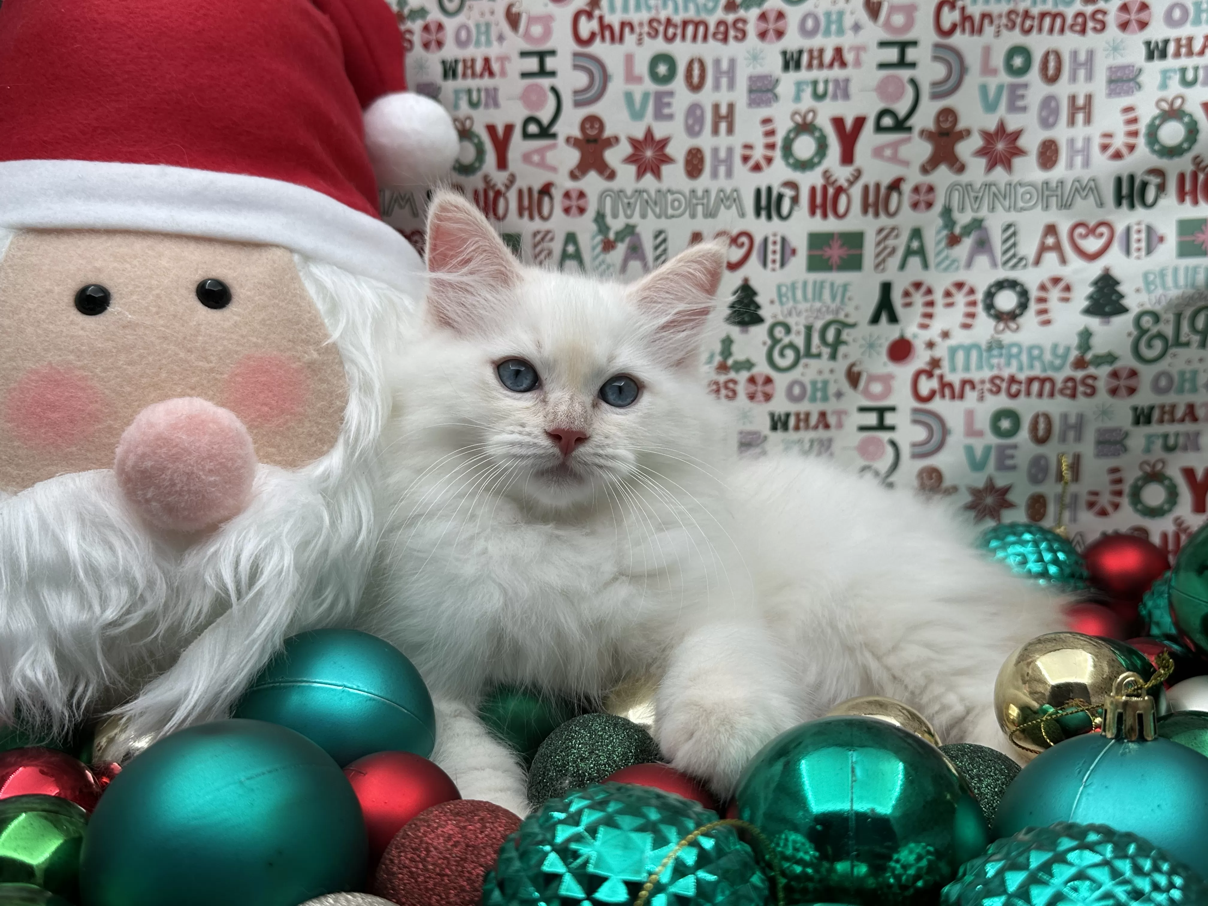 queens gallery image