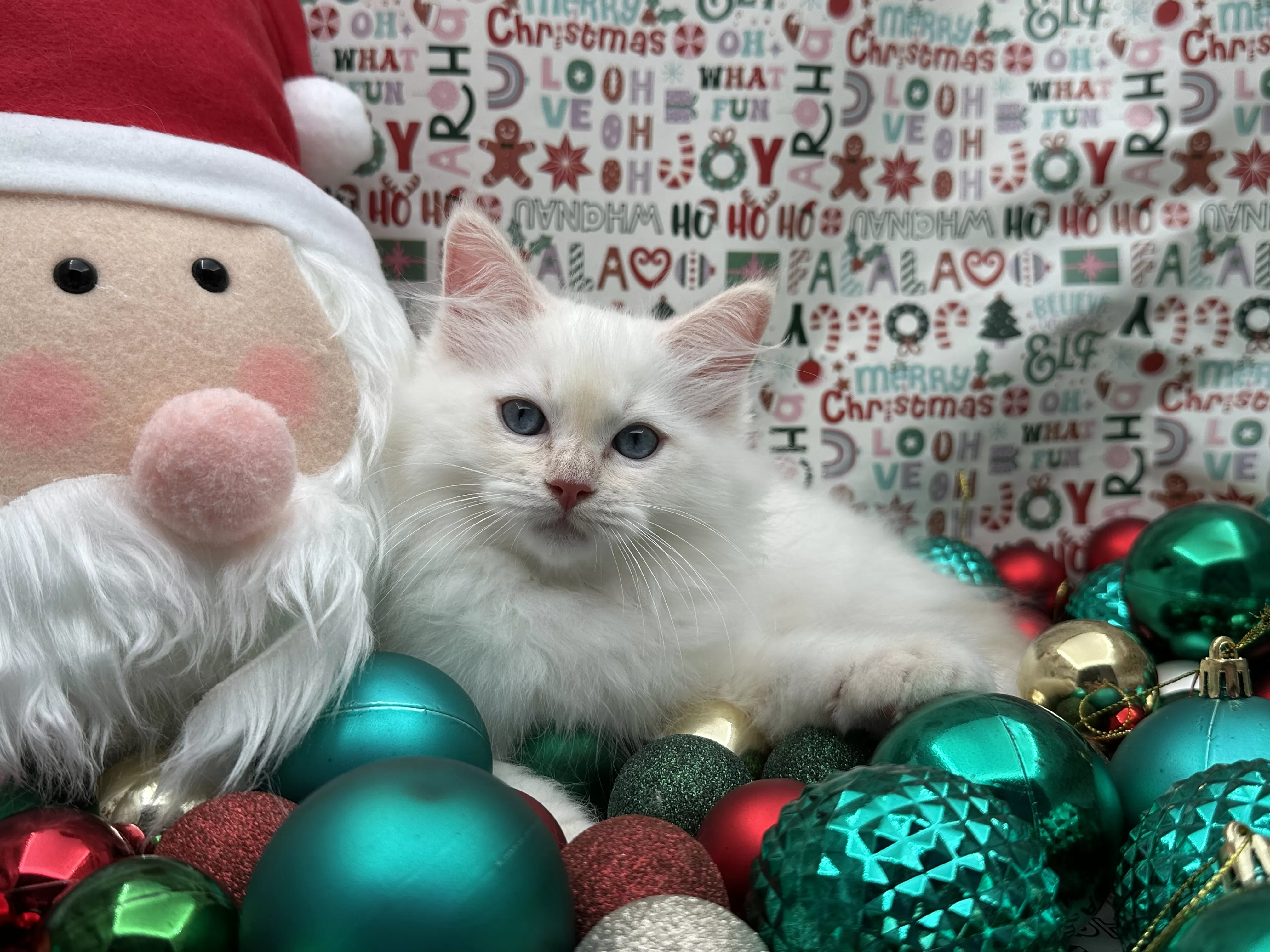 queens gallery image