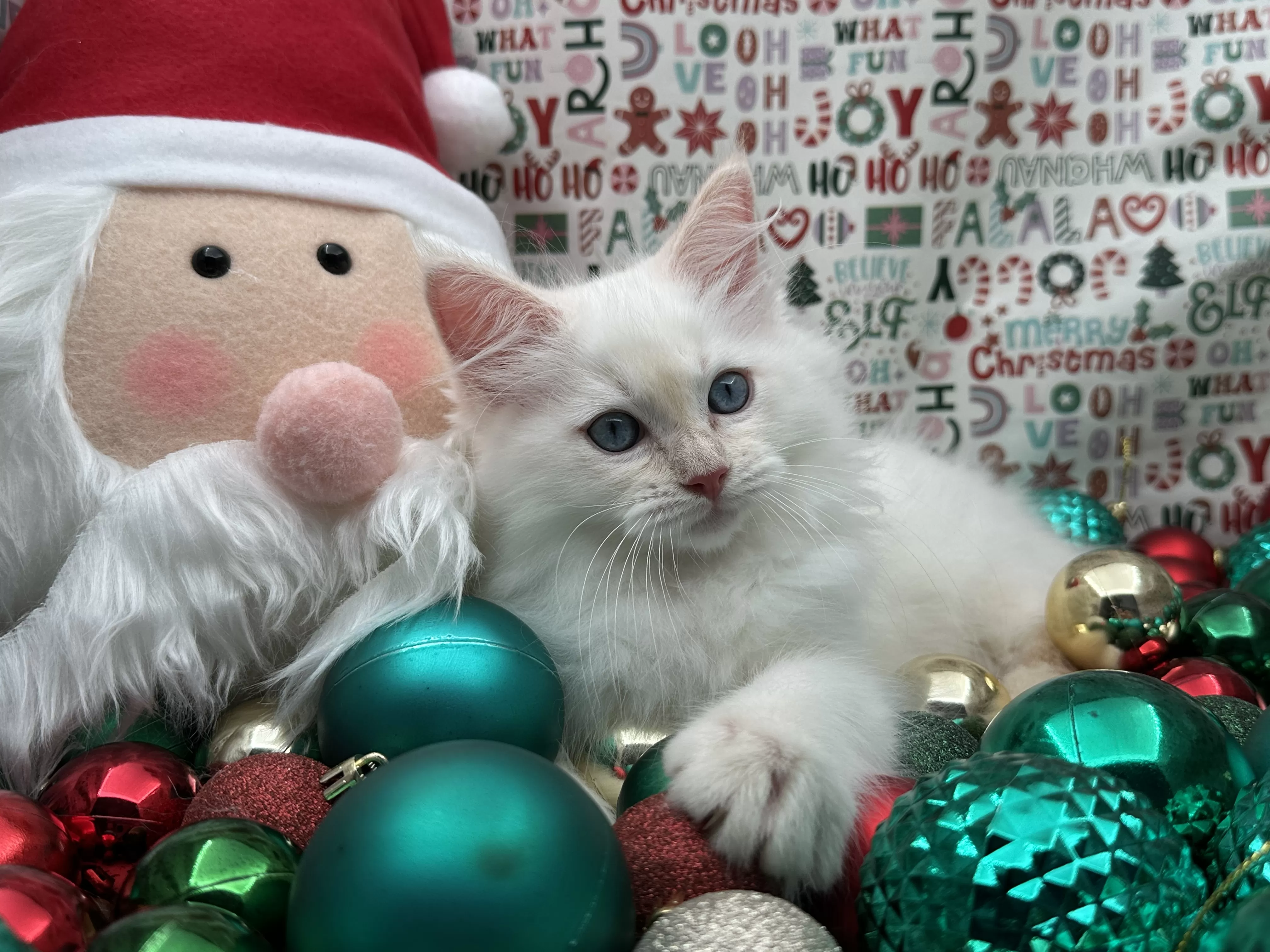 queens gallery image