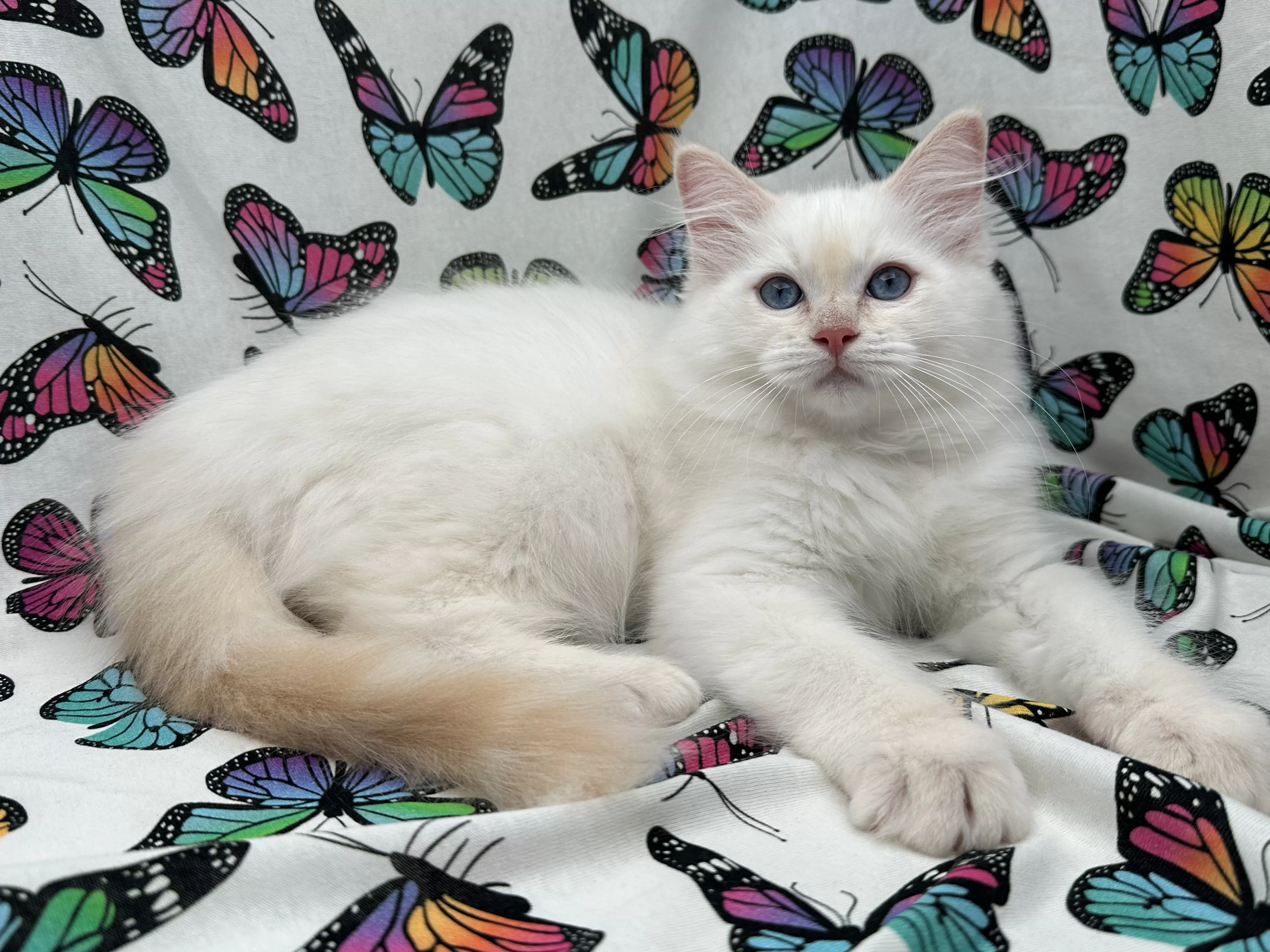 queens gallery image