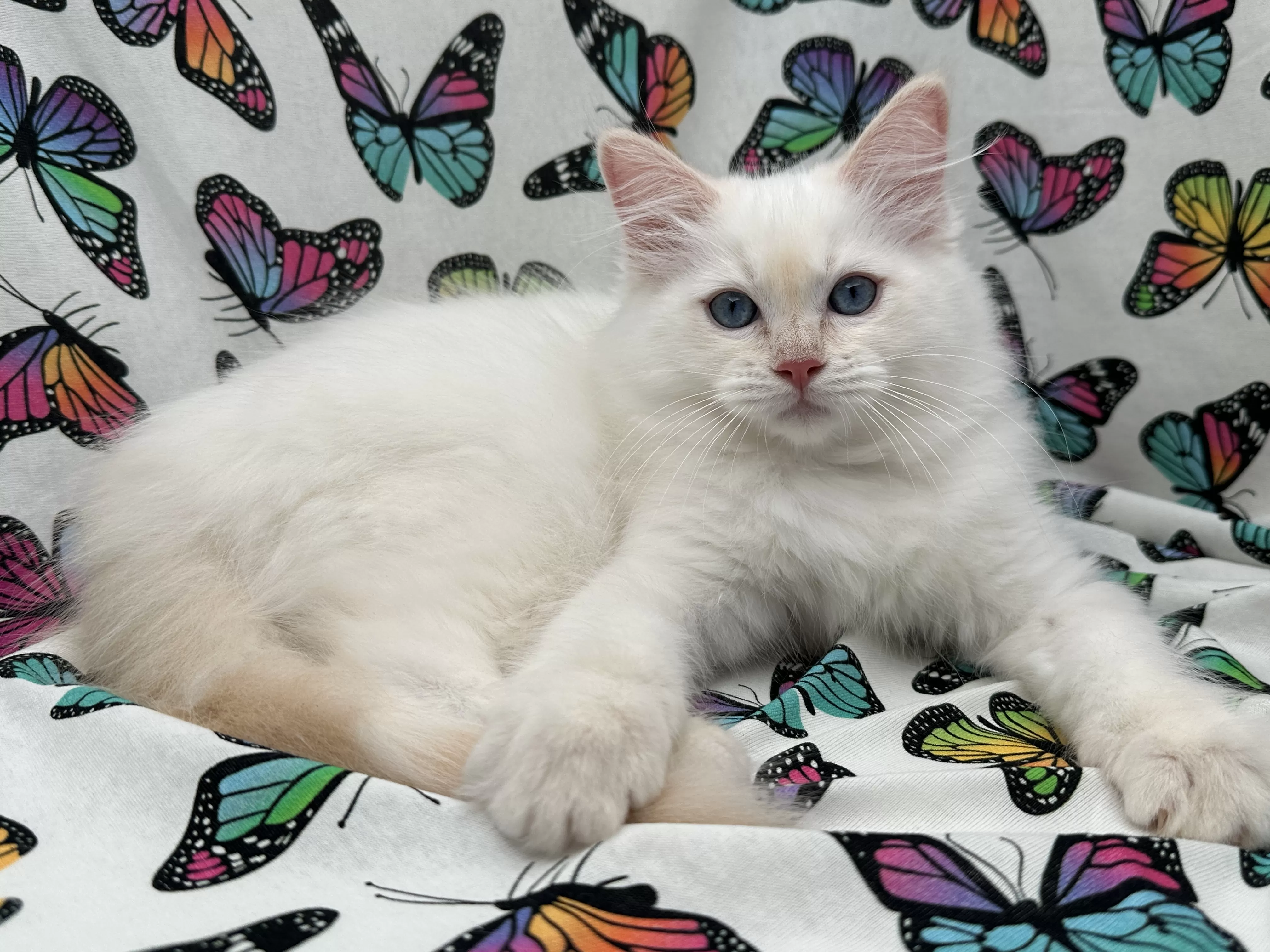 queens gallery image