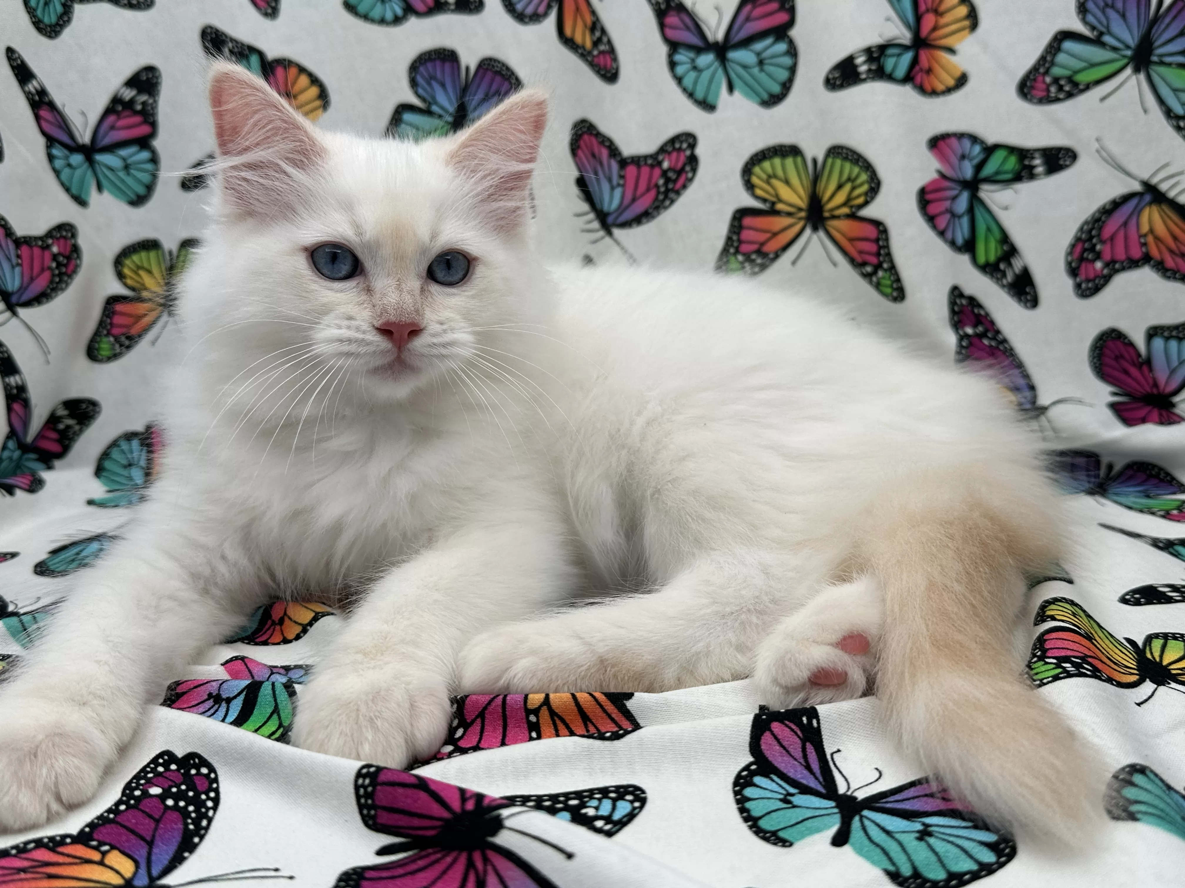 queens gallery image