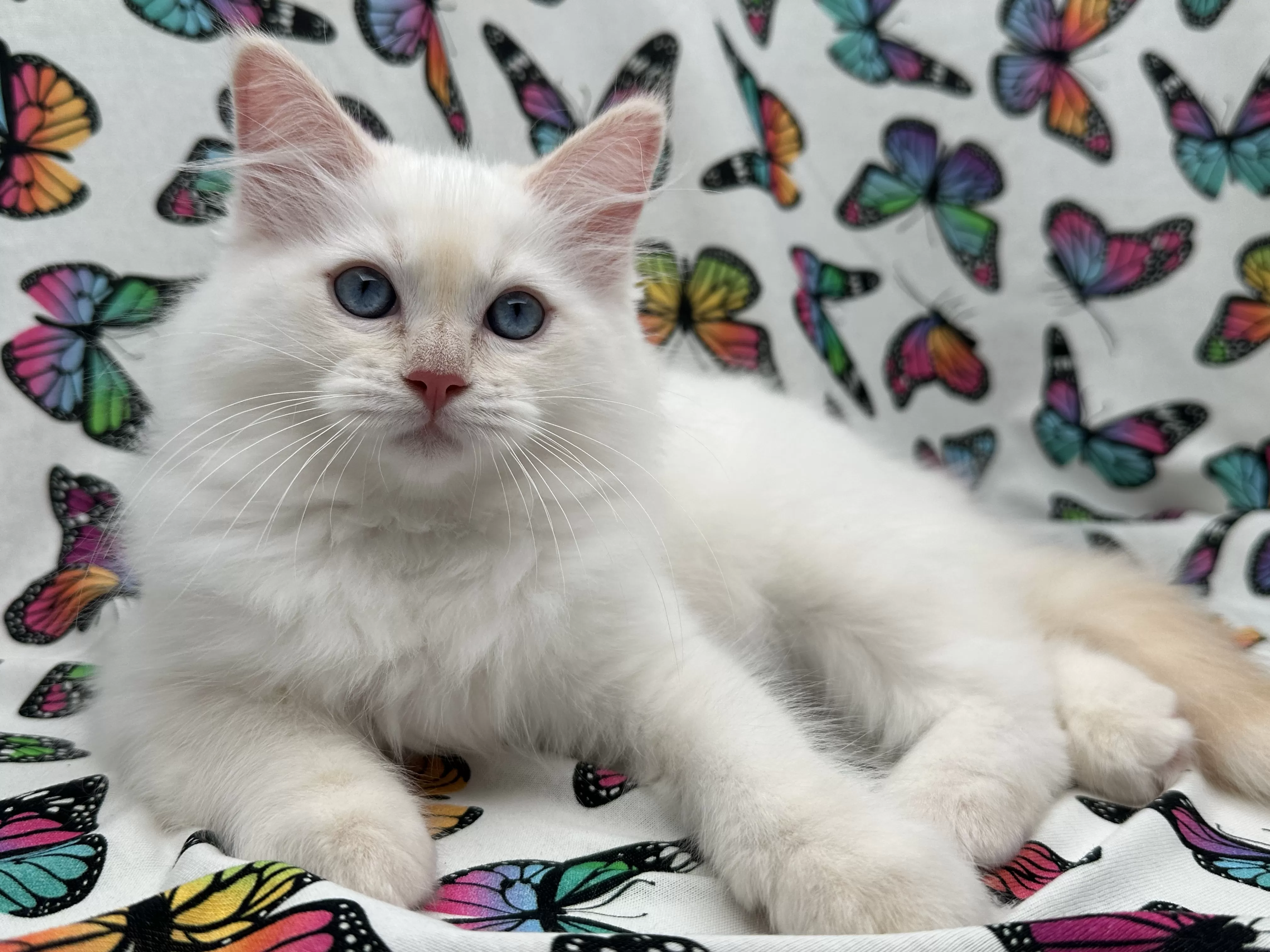 queens gallery image