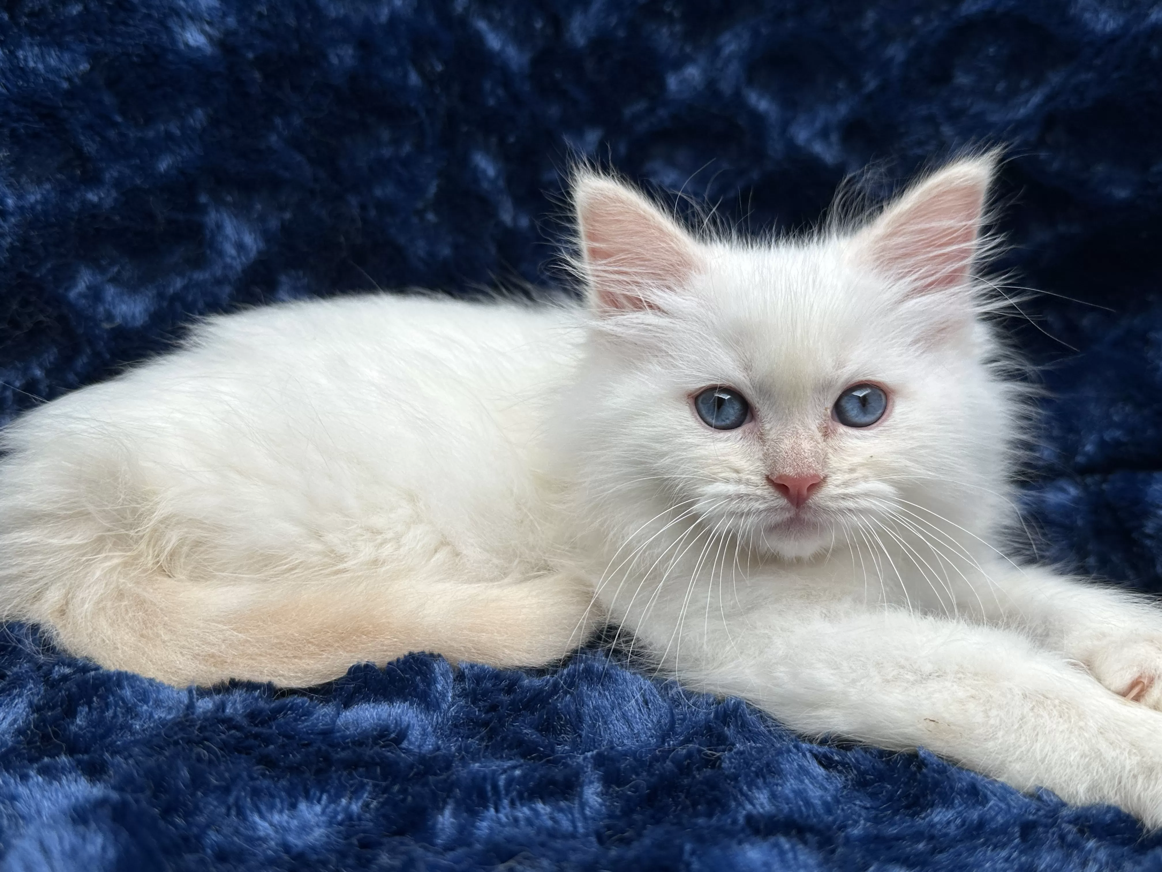 queens gallery image