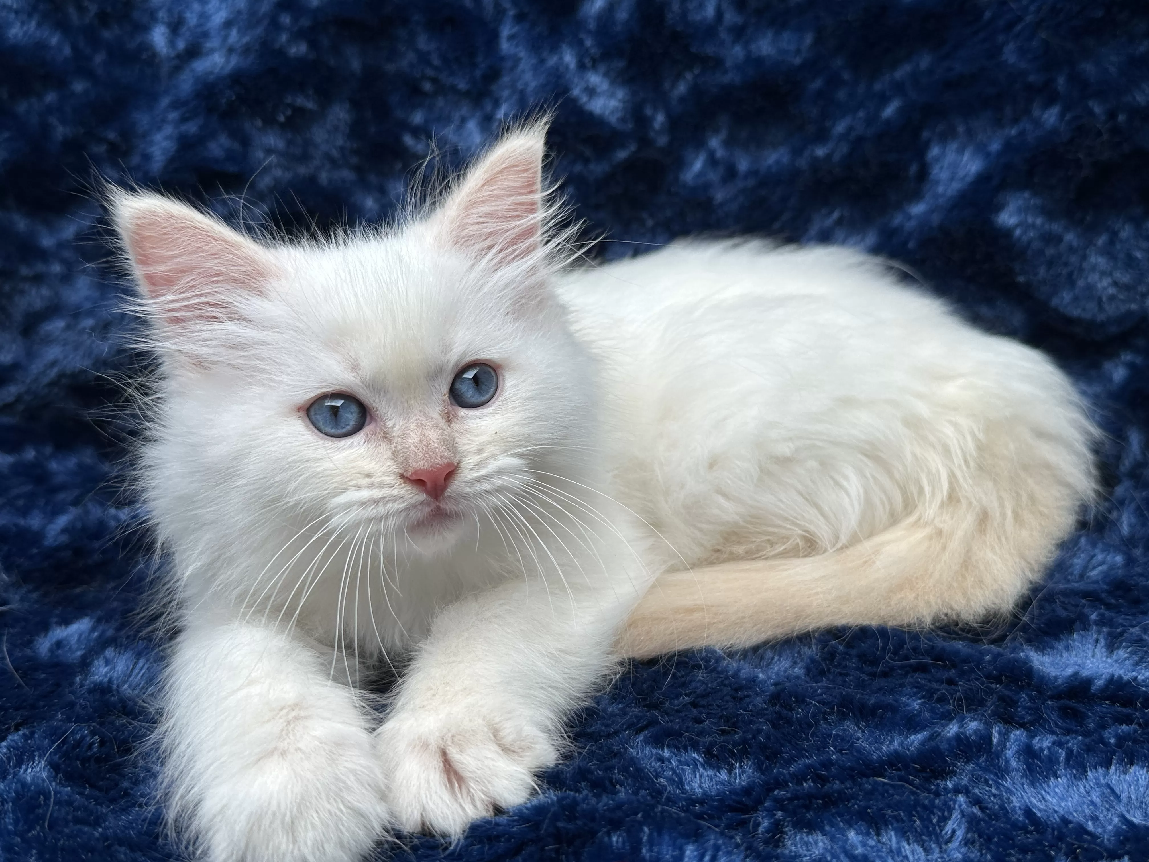 queens gallery image