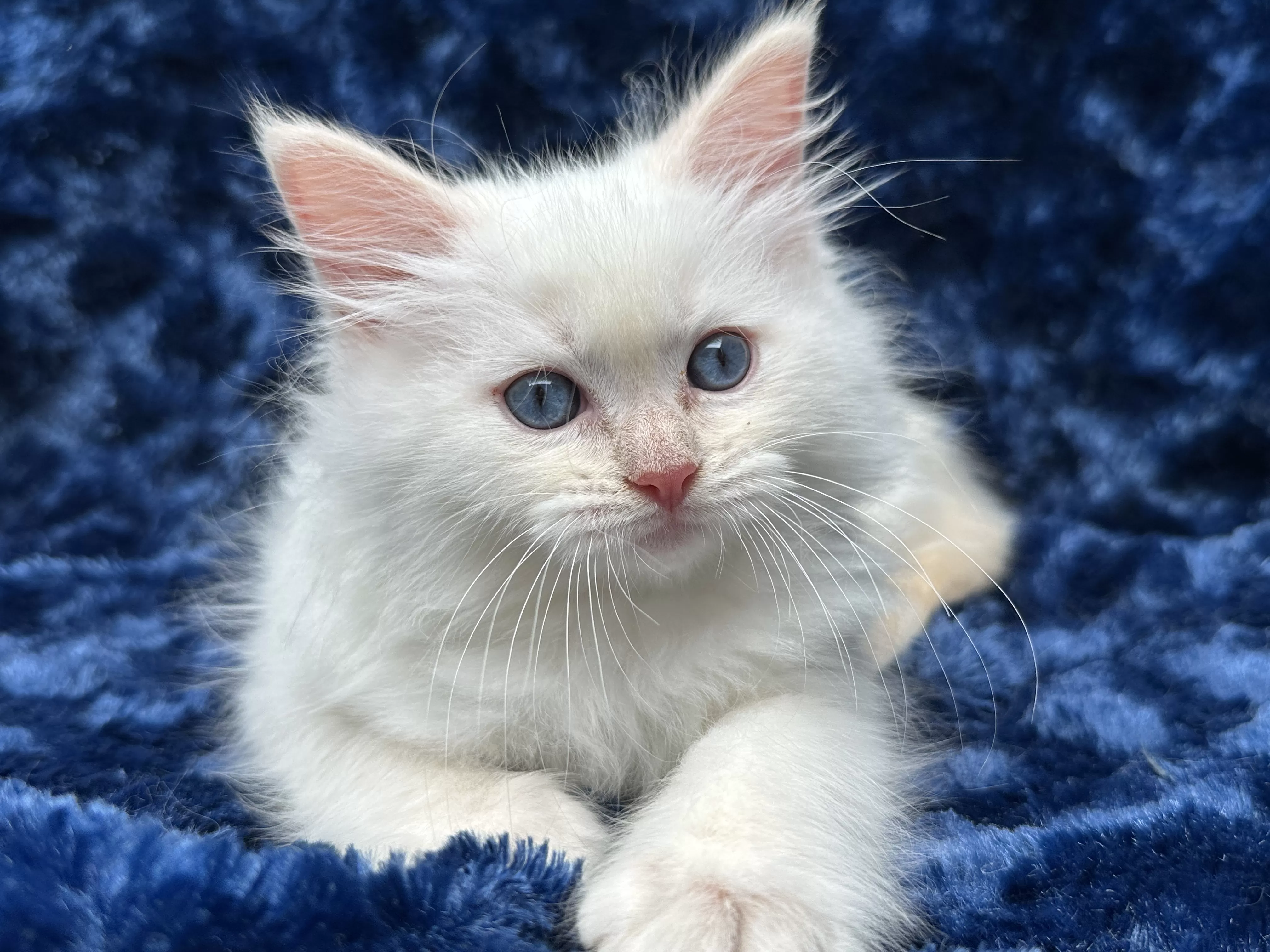 queens gallery image