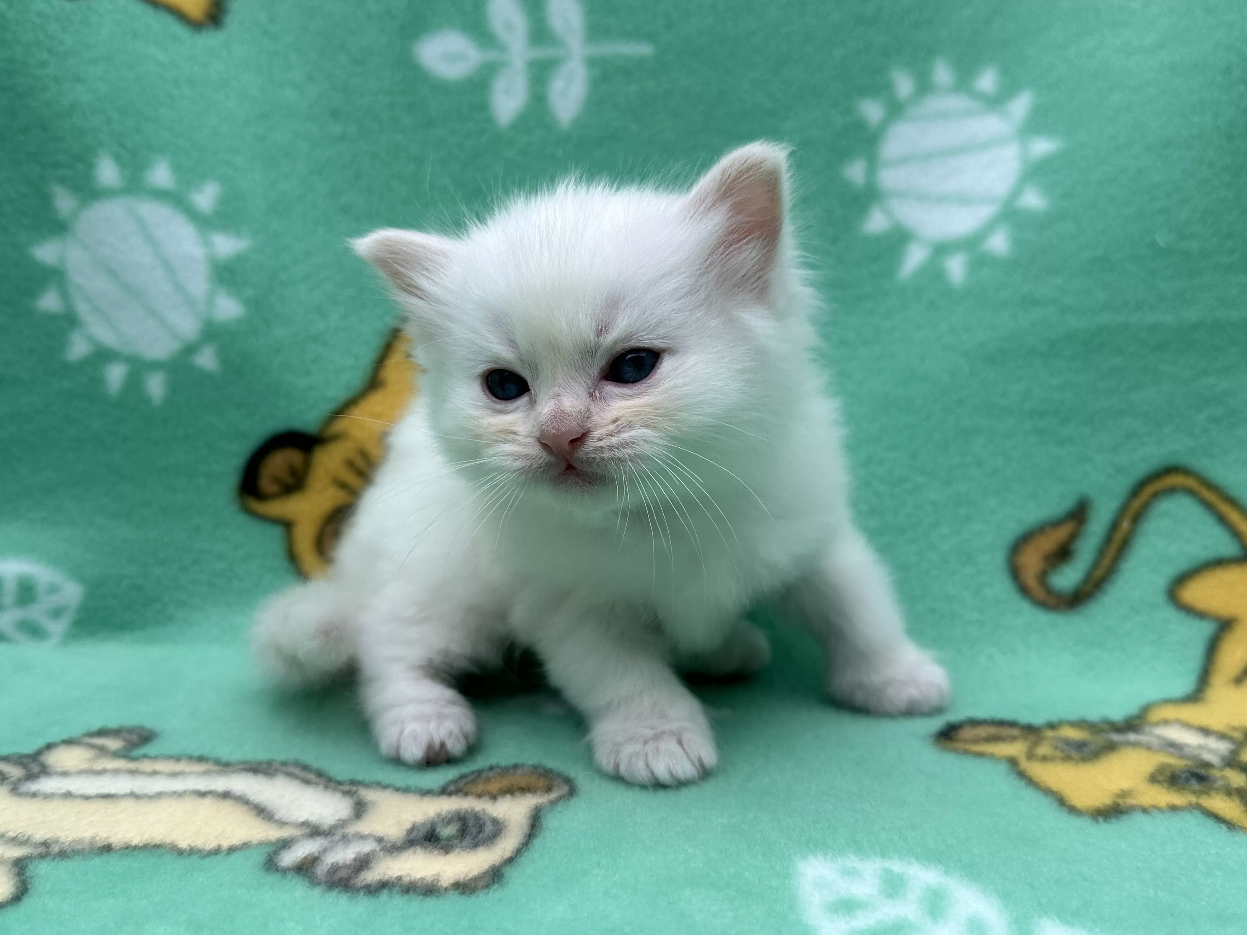 queens gallery image