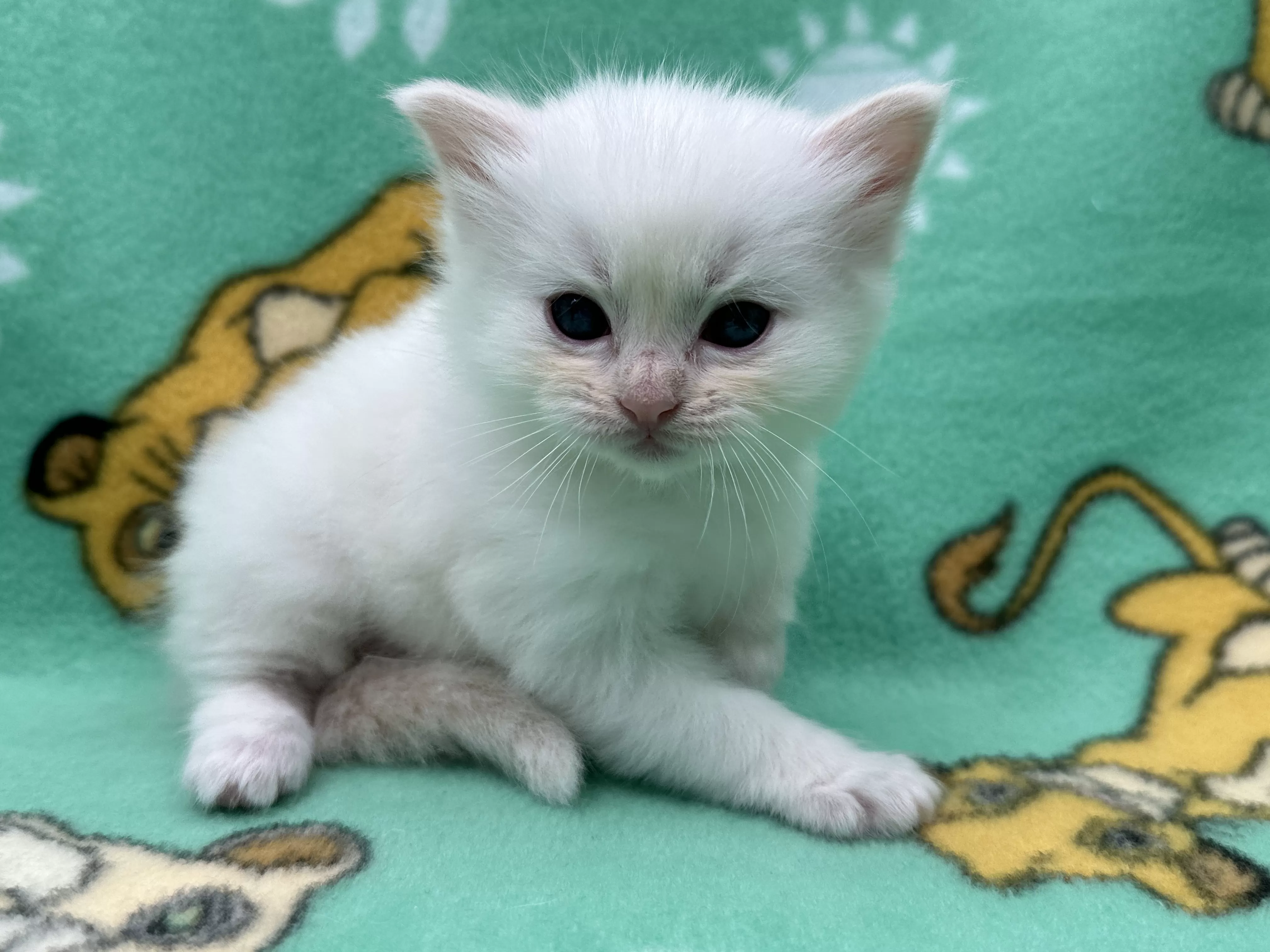 queens gallery image