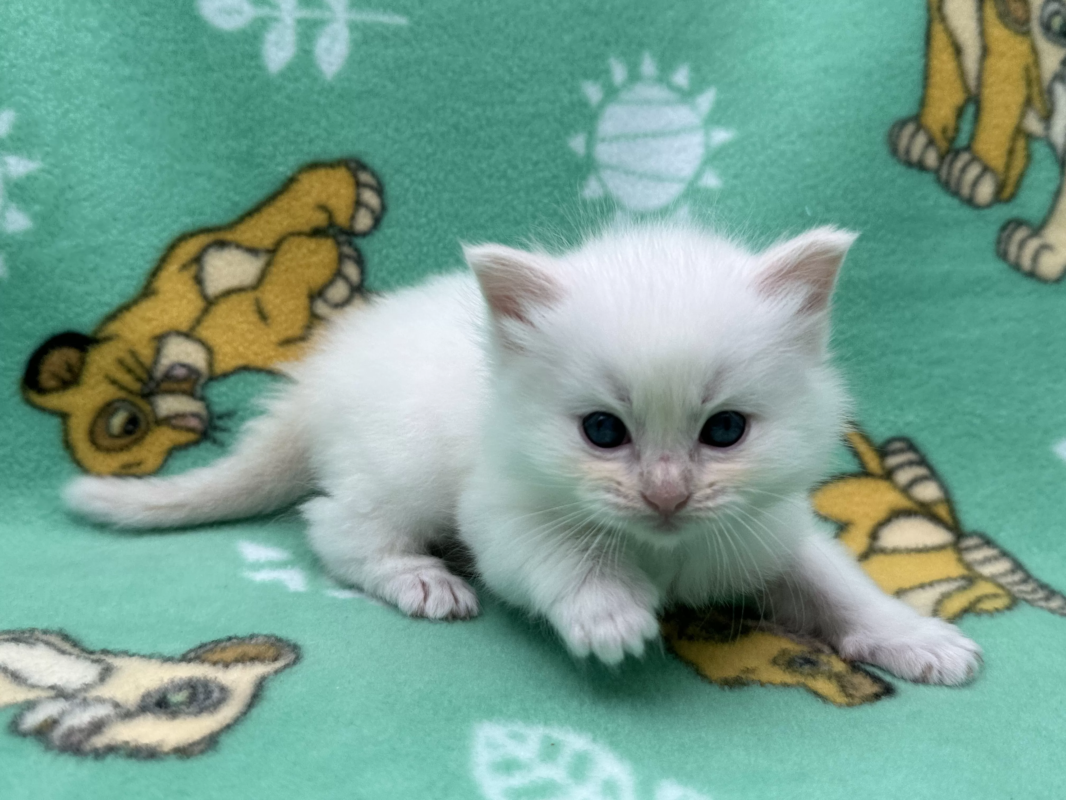 queens gallery image