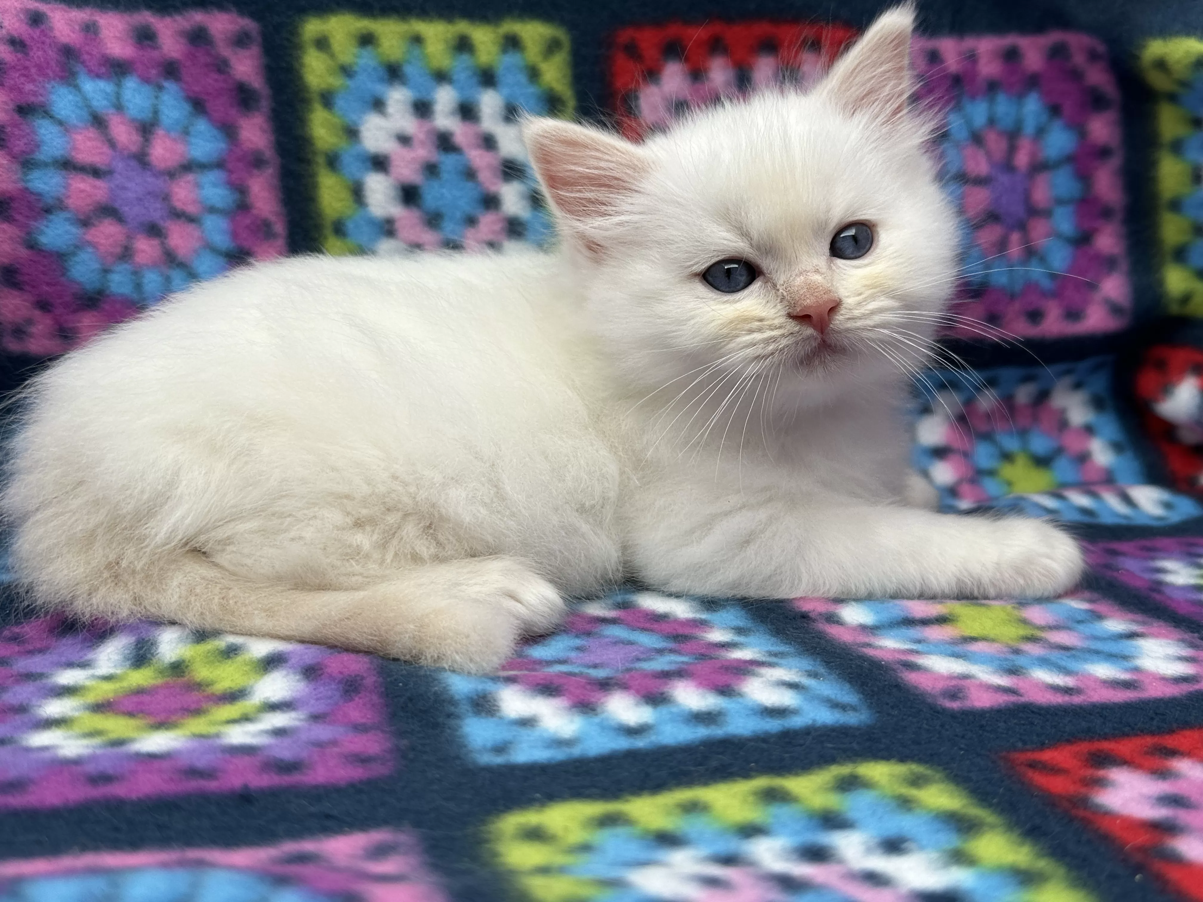 queens gallery image