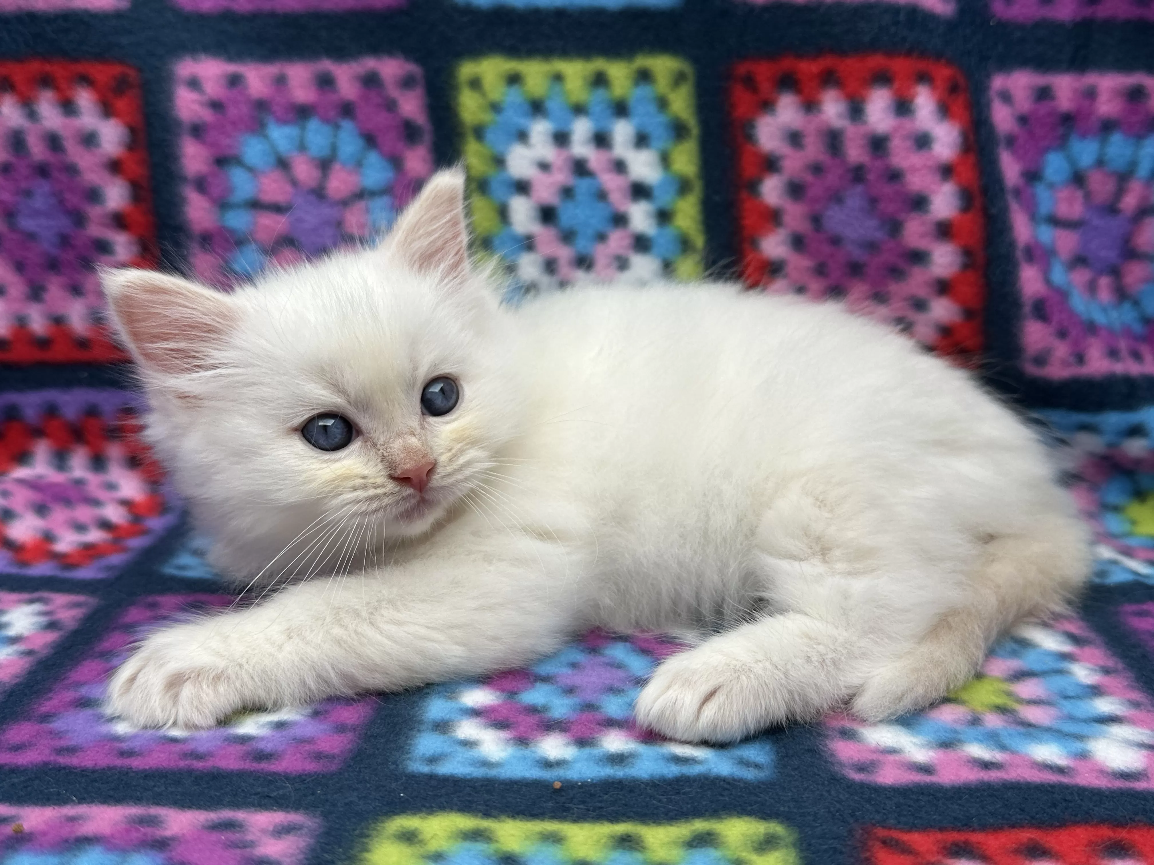 queens gallery image