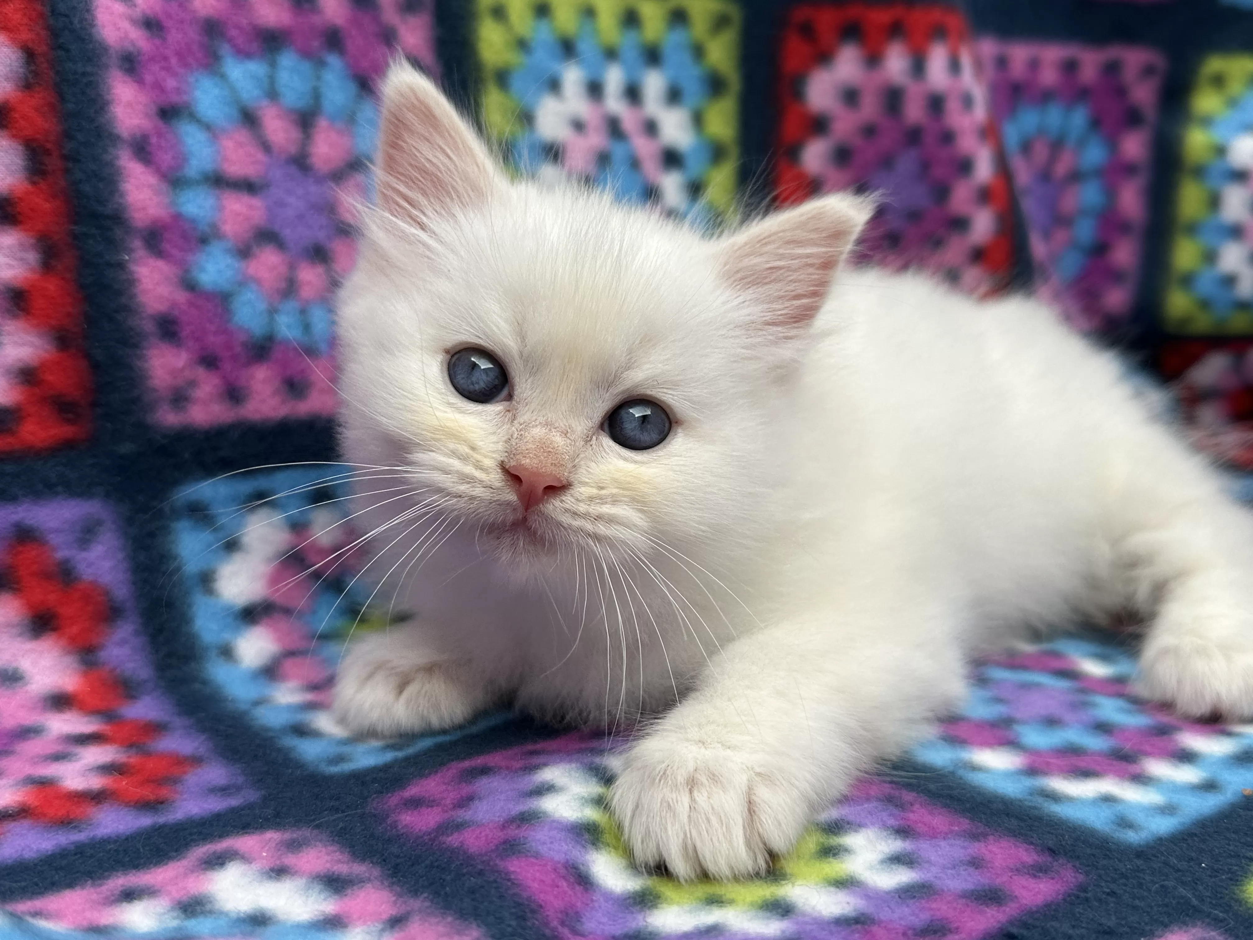 queens gallery image