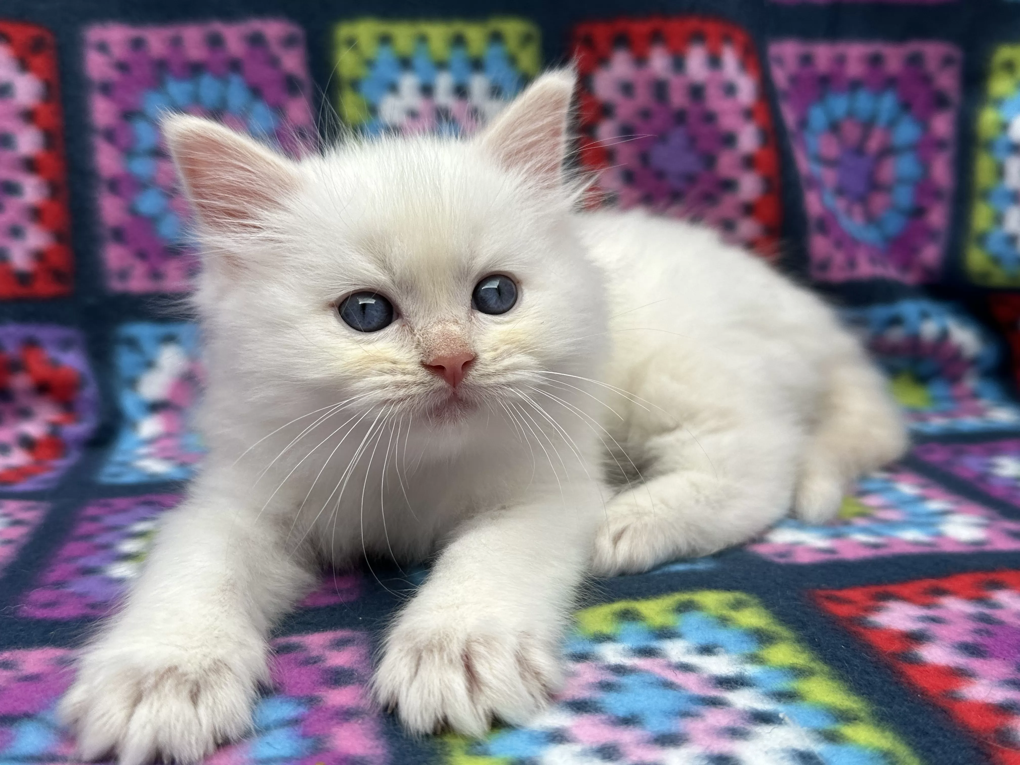 queens gallery image