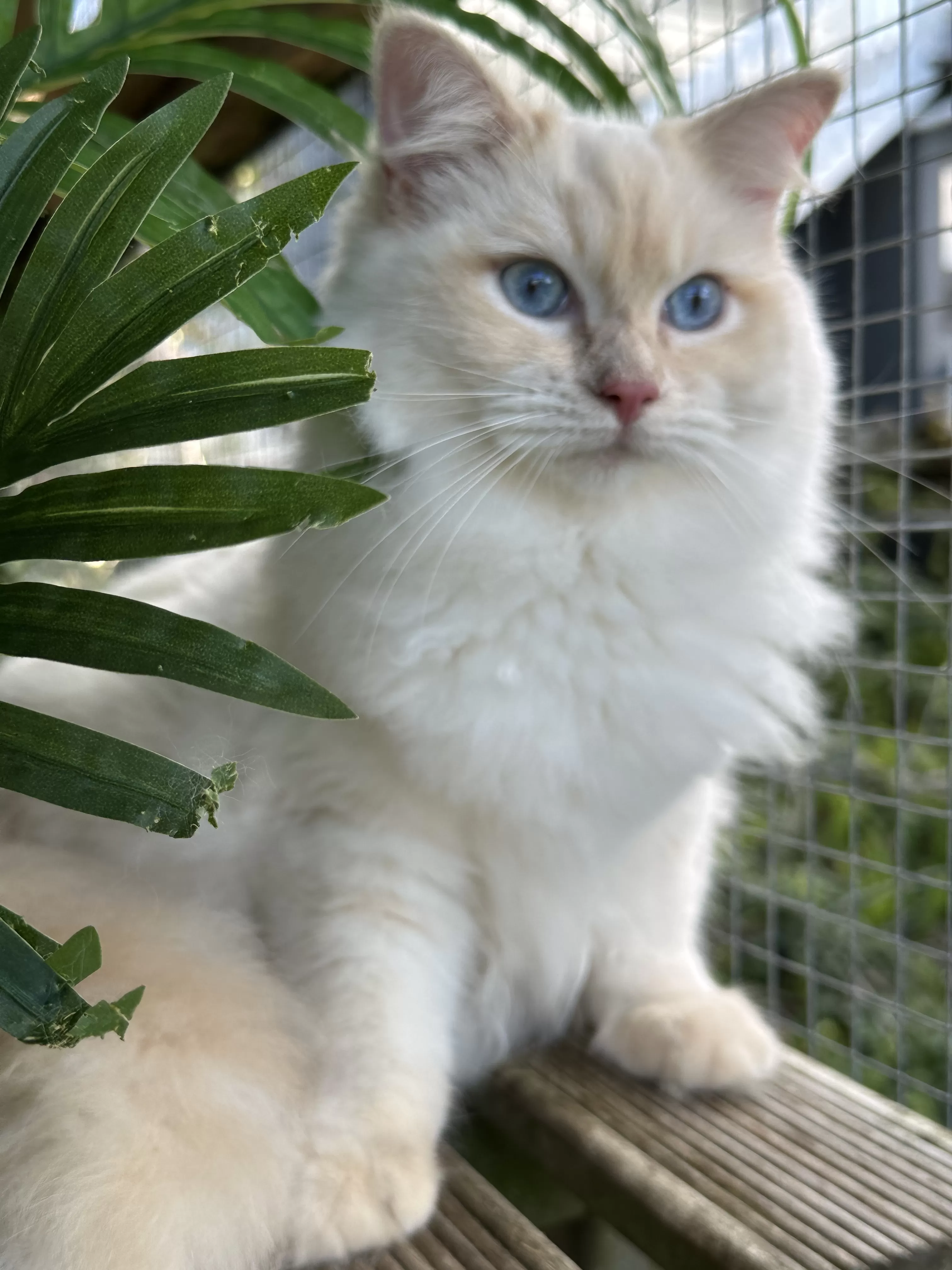 queens gallery image