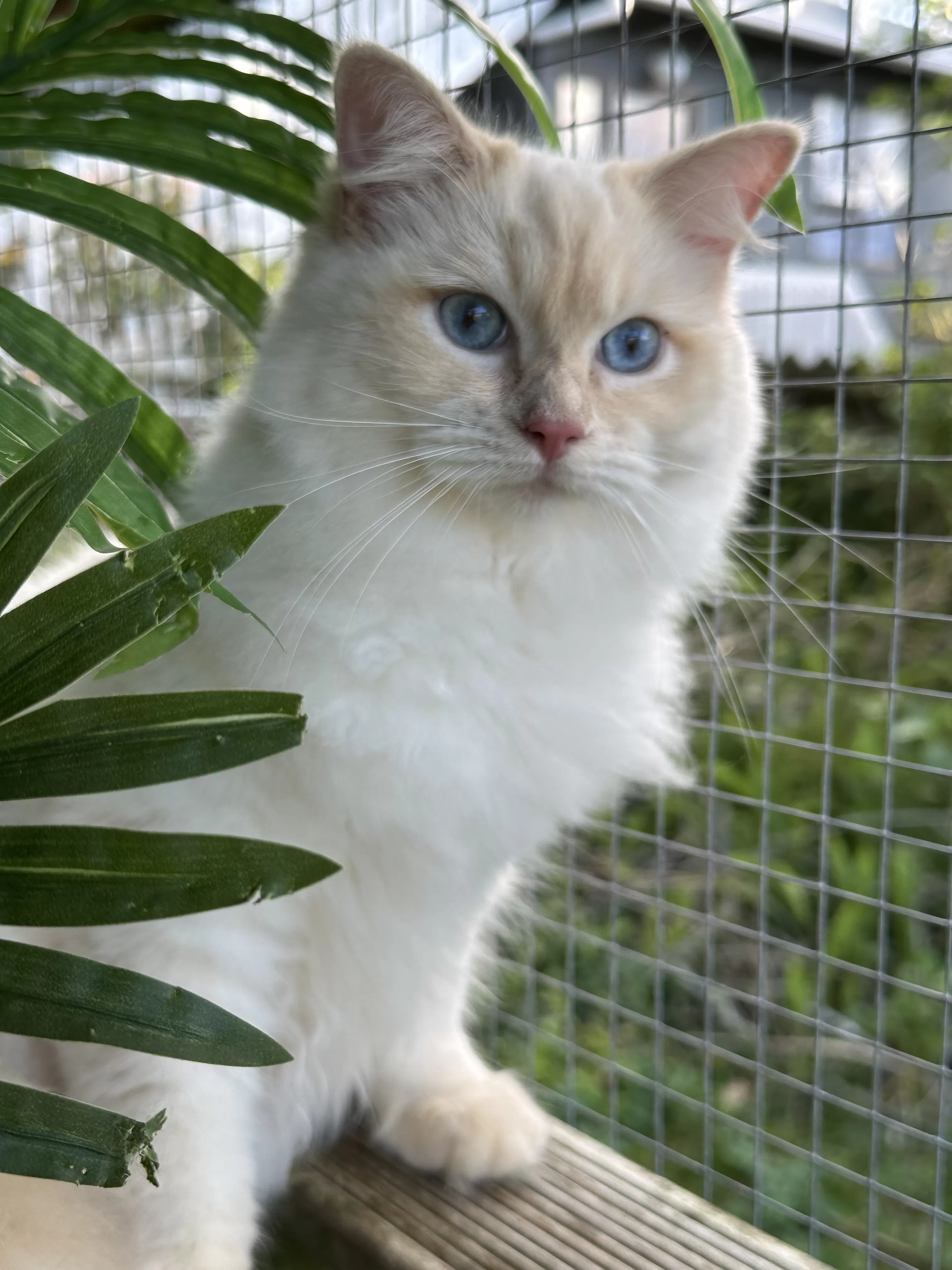 queens gallery image