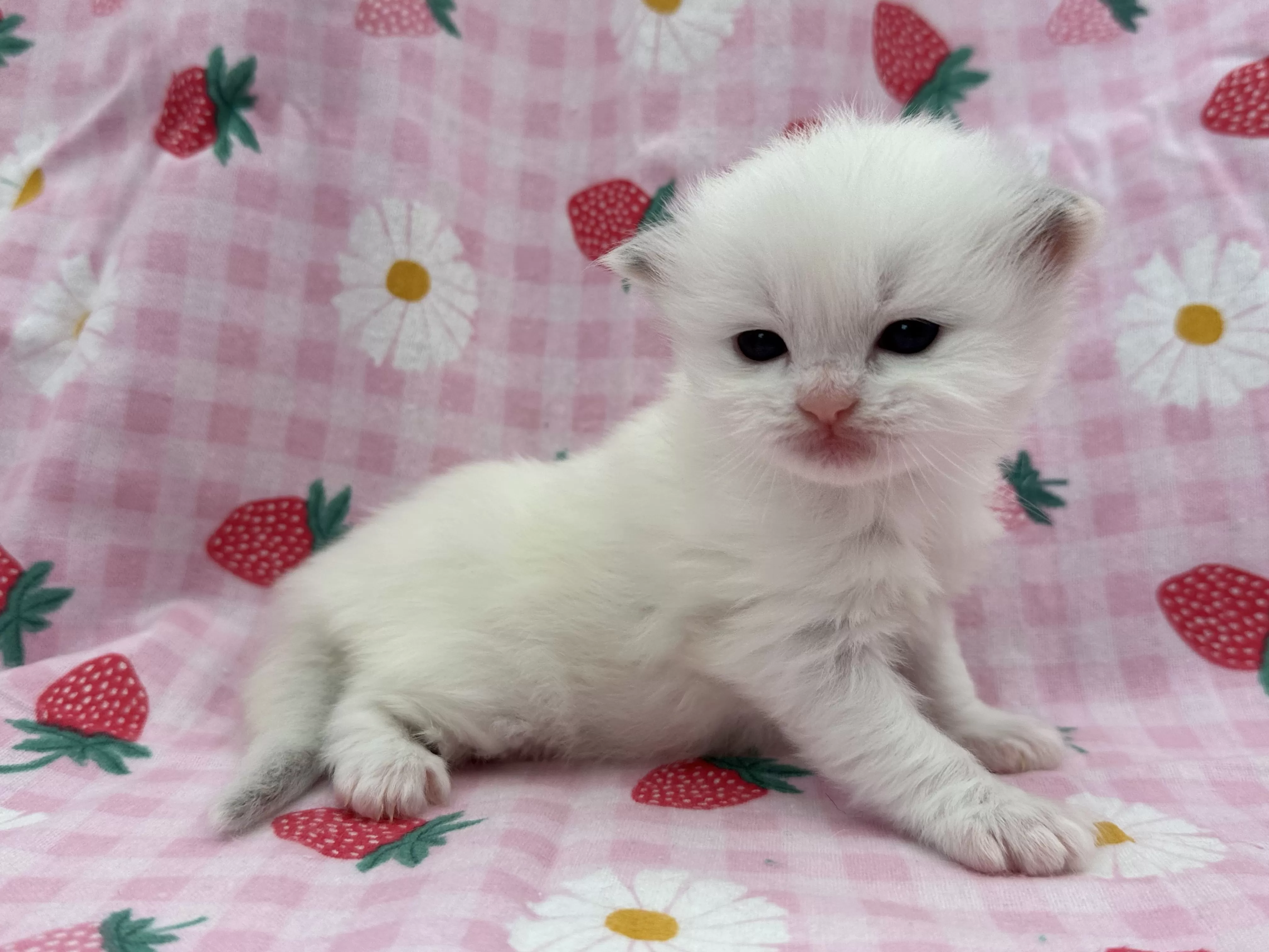 queens gallery image