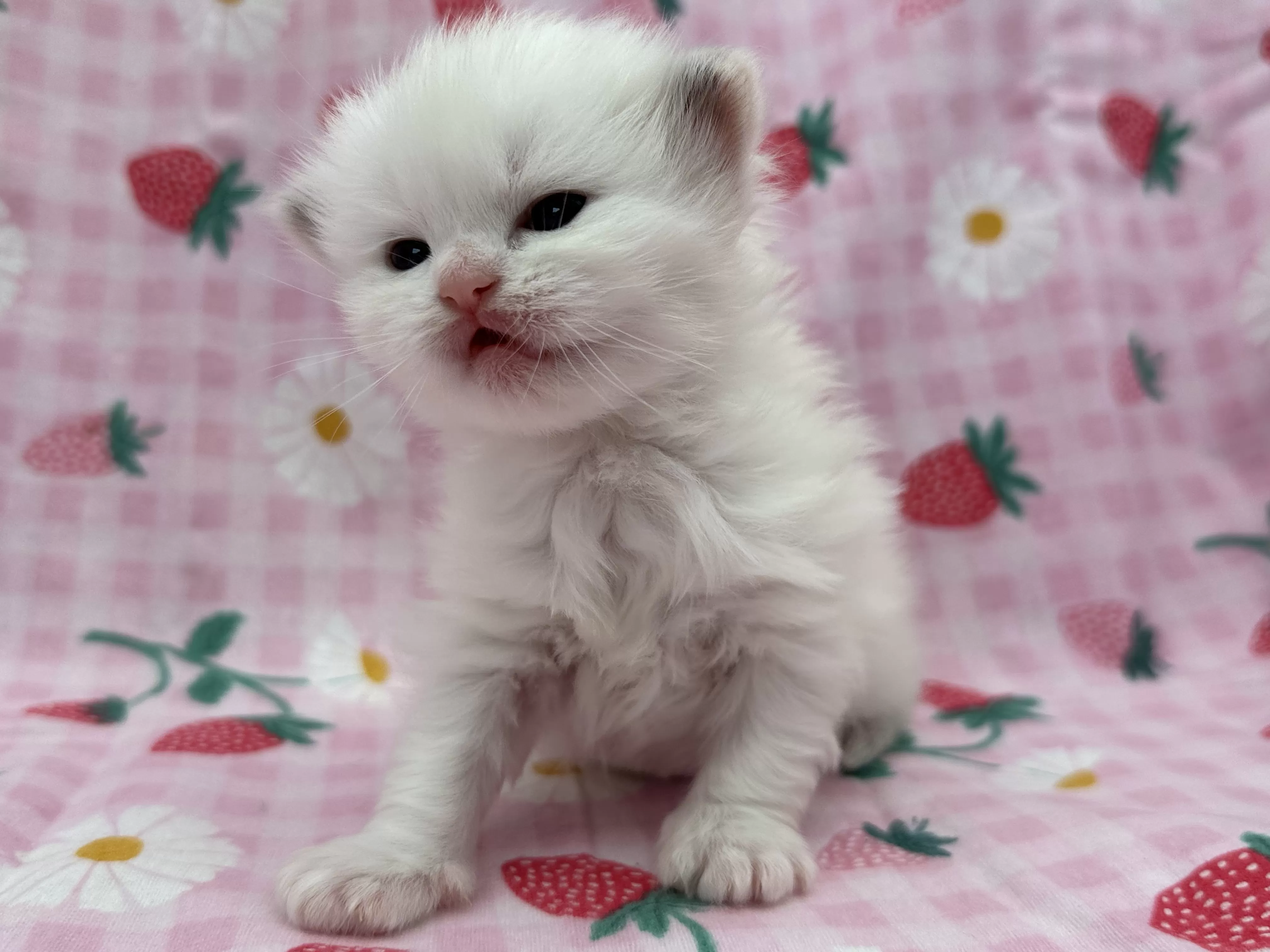 queens gallery image