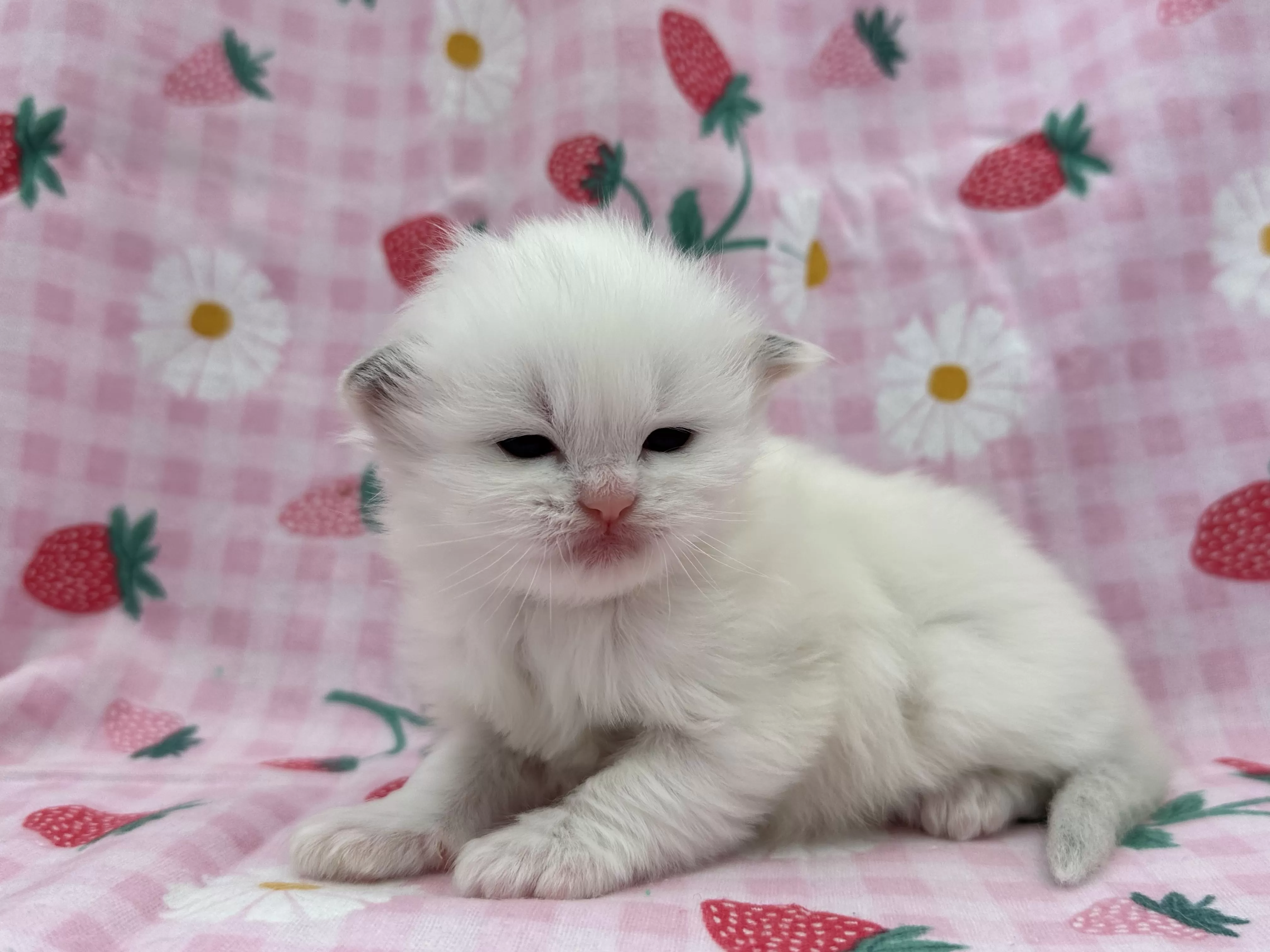 queens gallery image