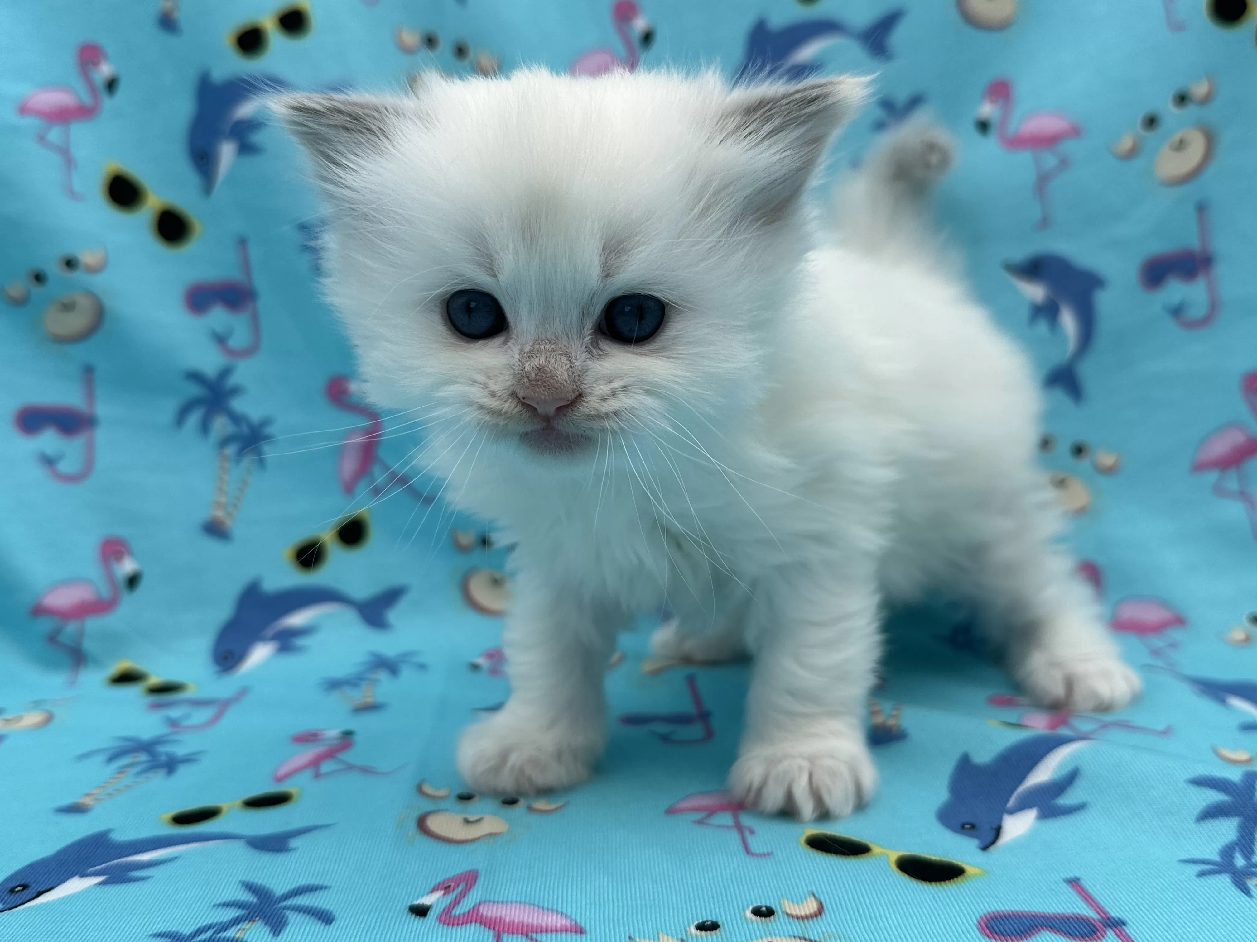 queens gallery image