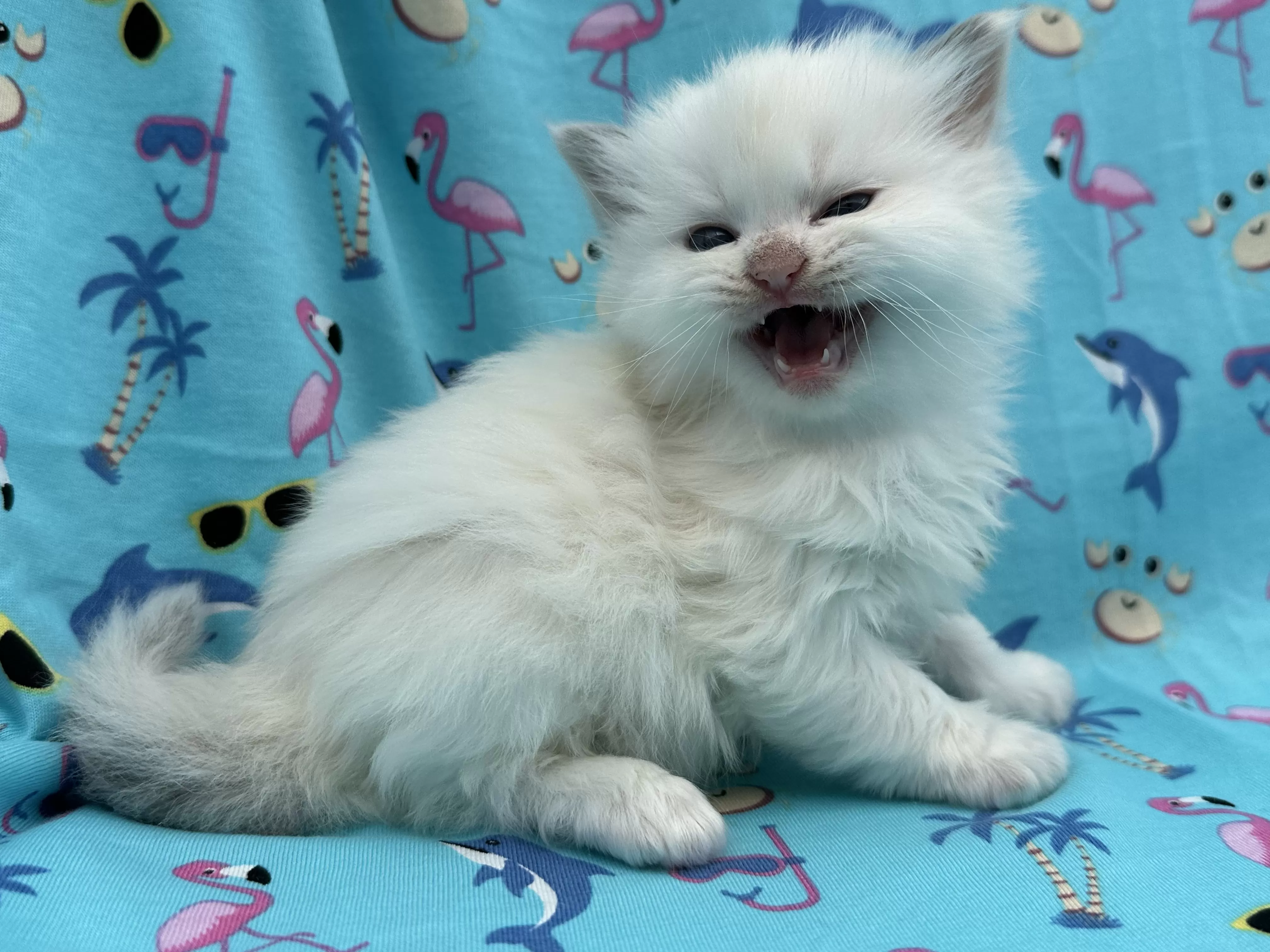 queens gallery image