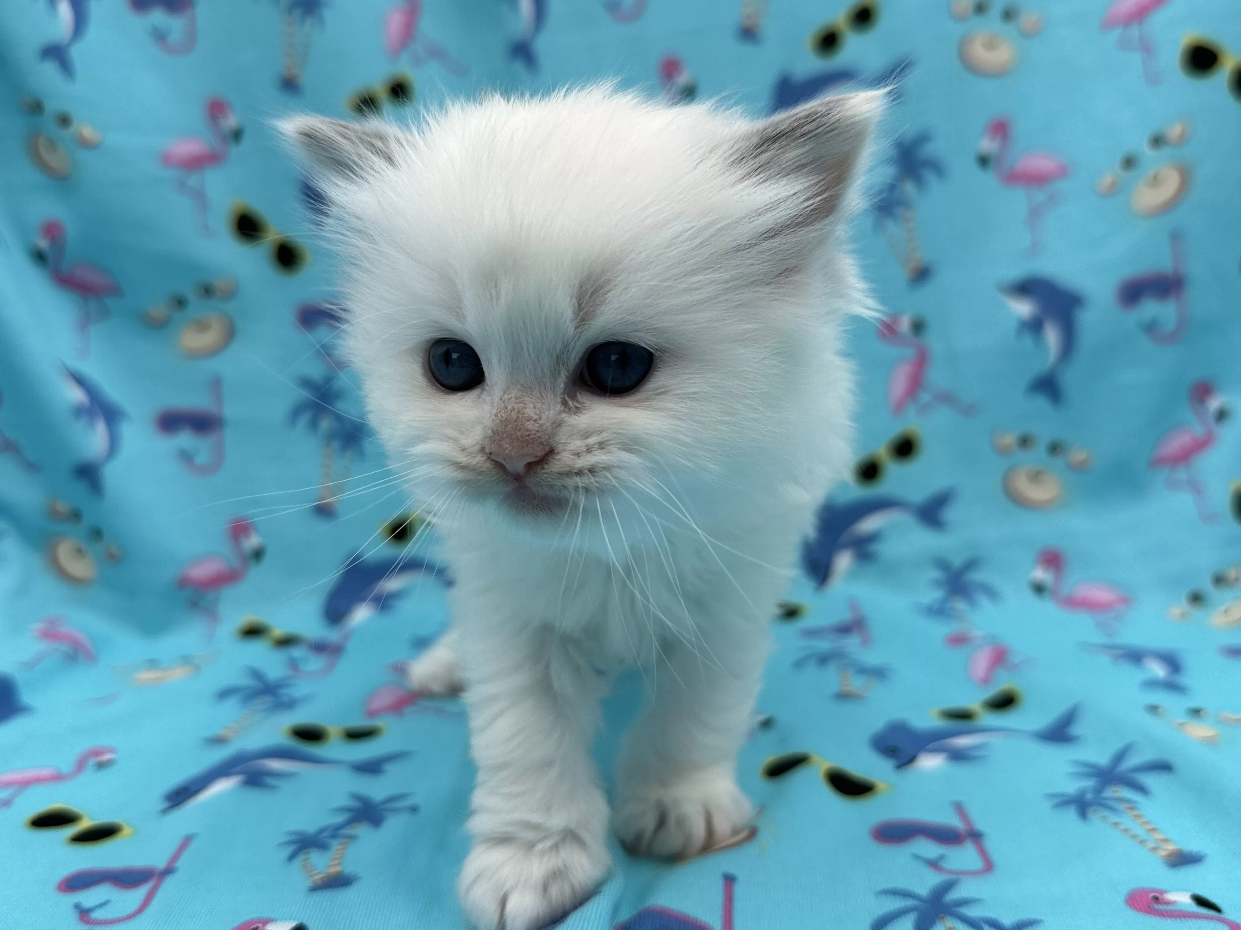 queens gallery image