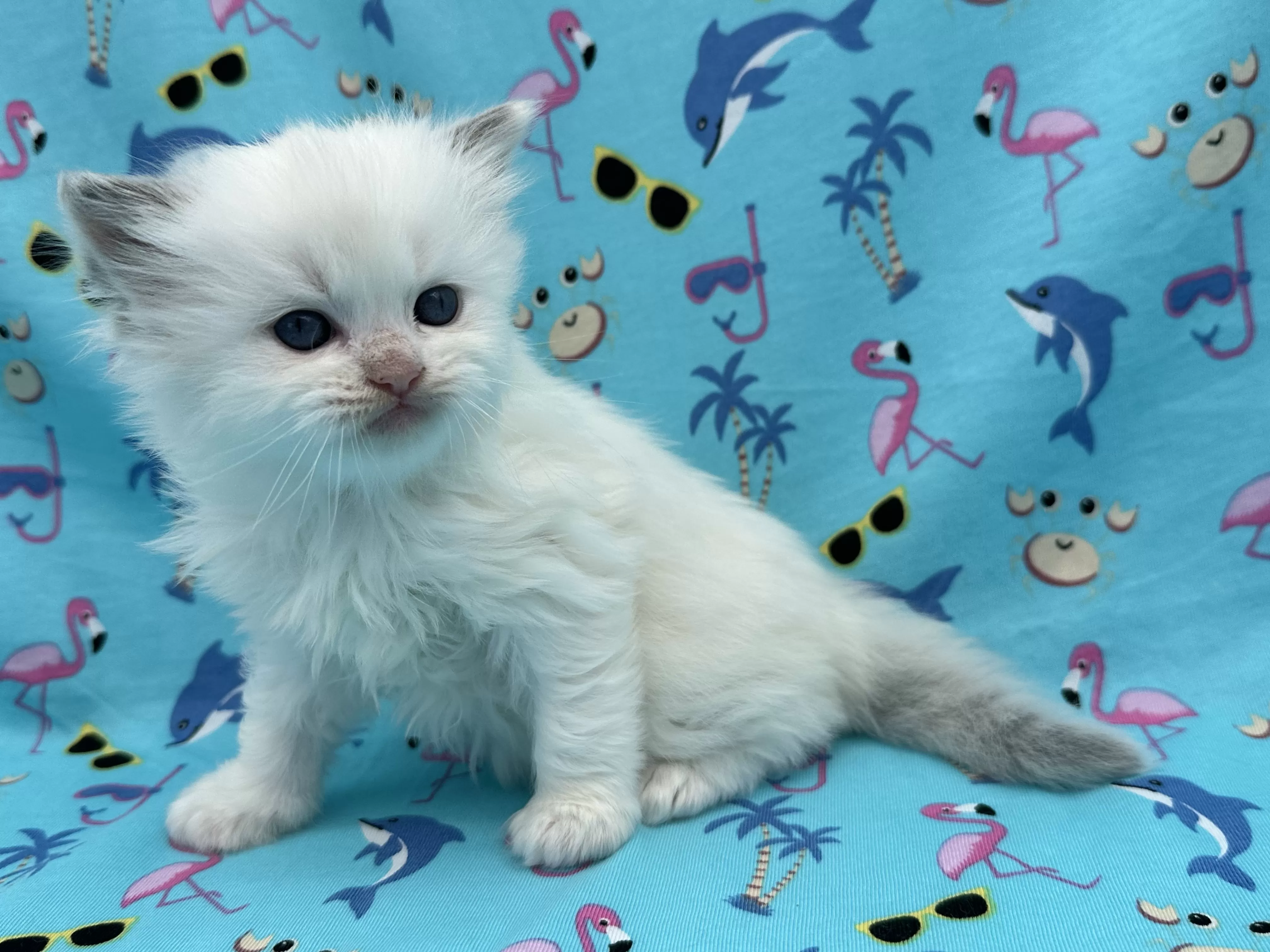 queens gallery image