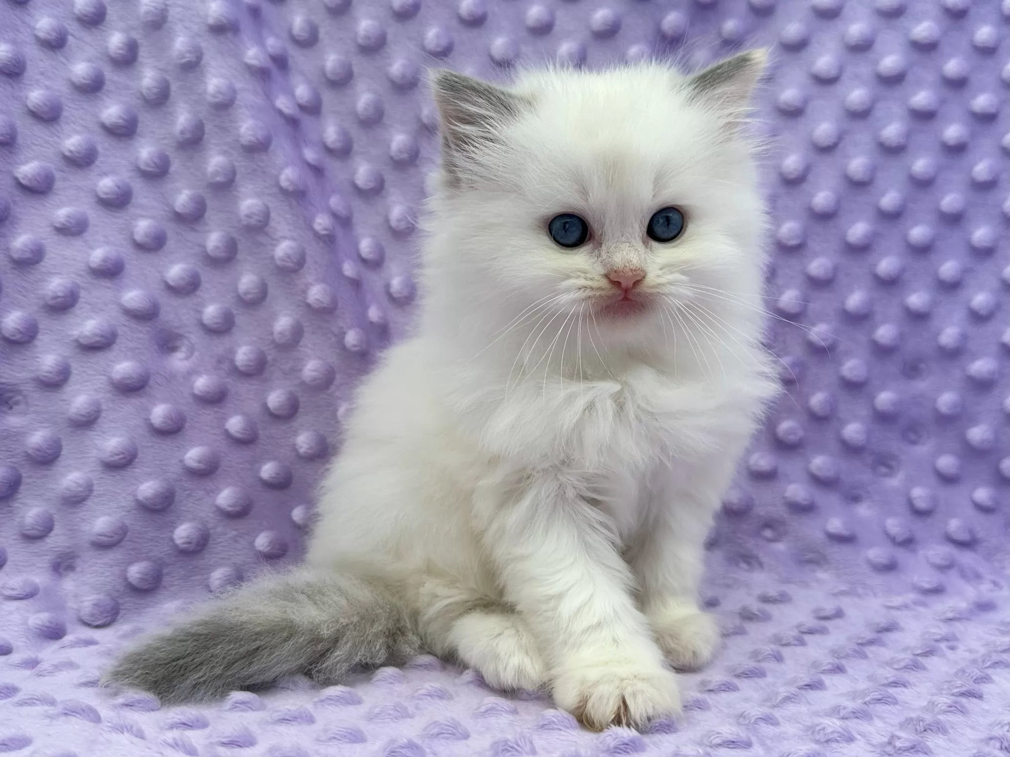 queens gallery image