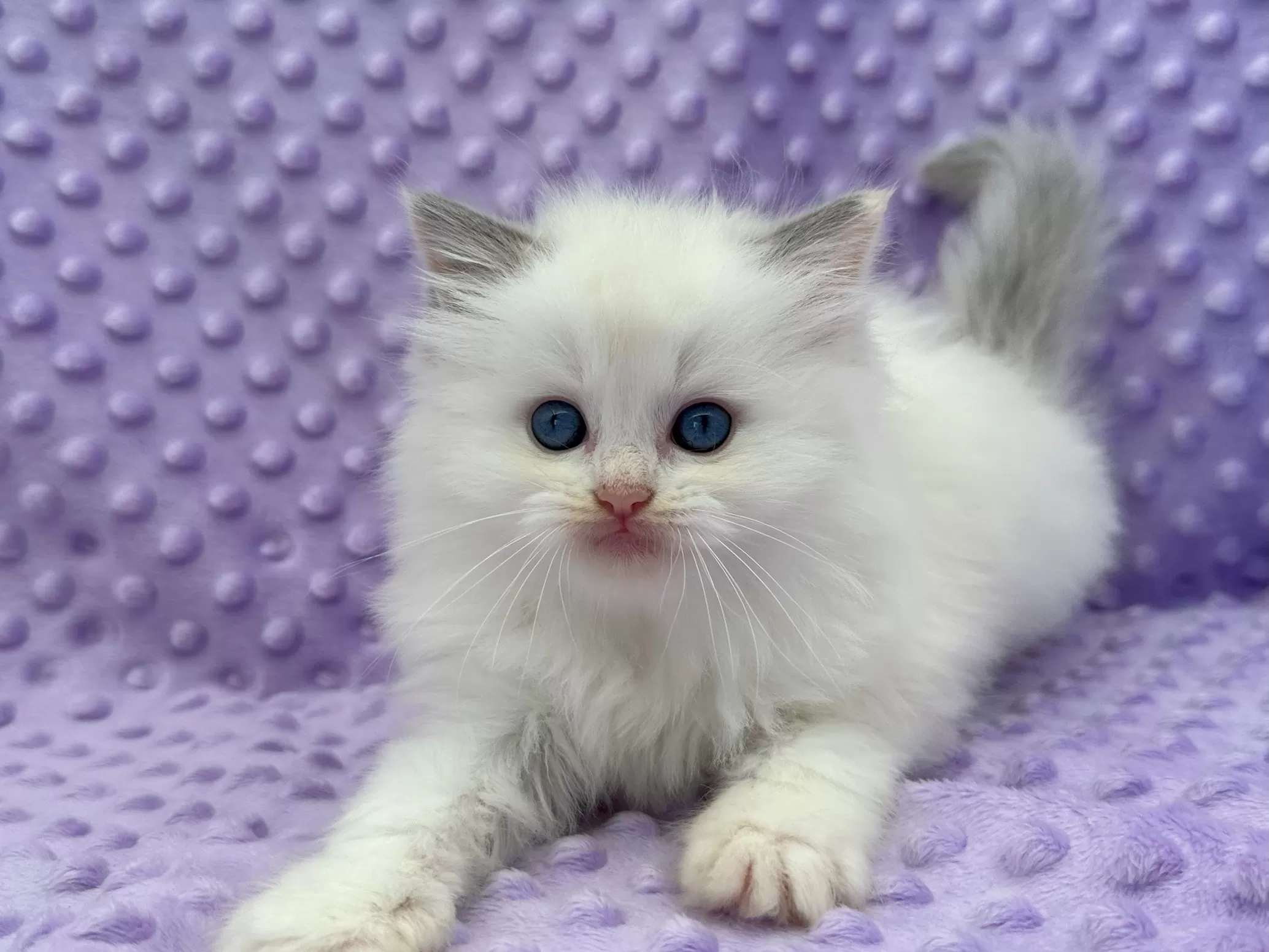 queens gallery image