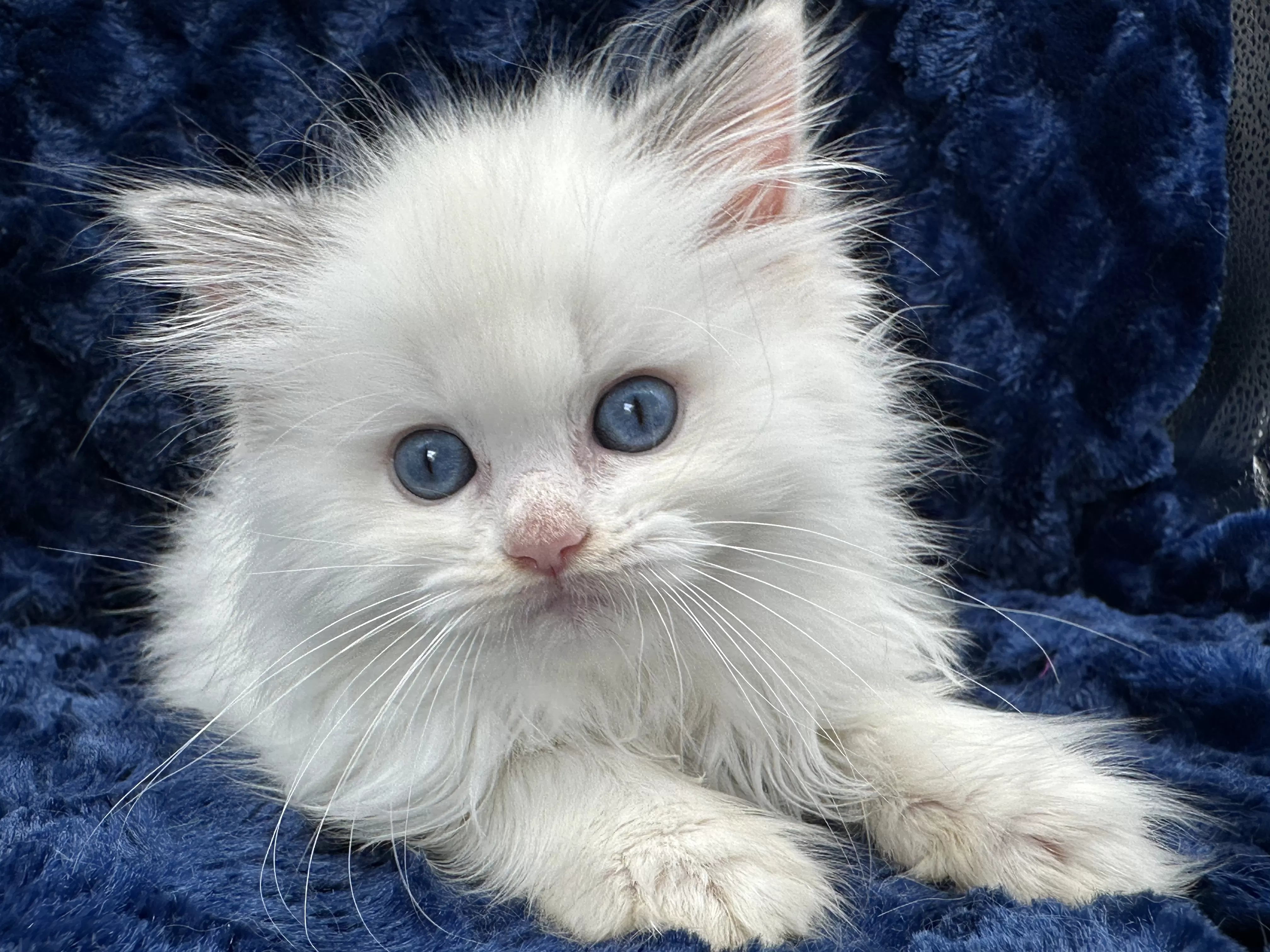 queens gallery image