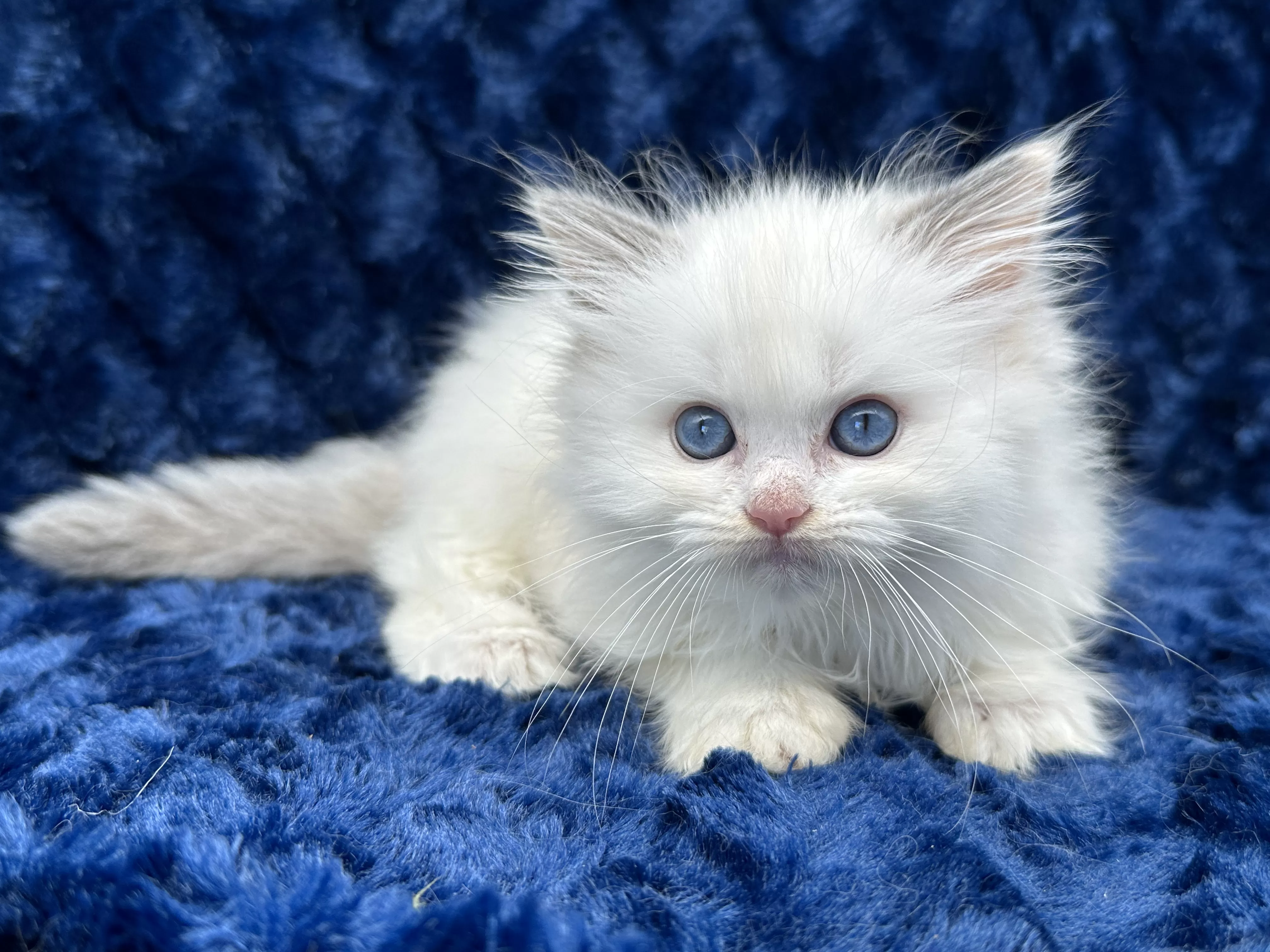 queens gallery image