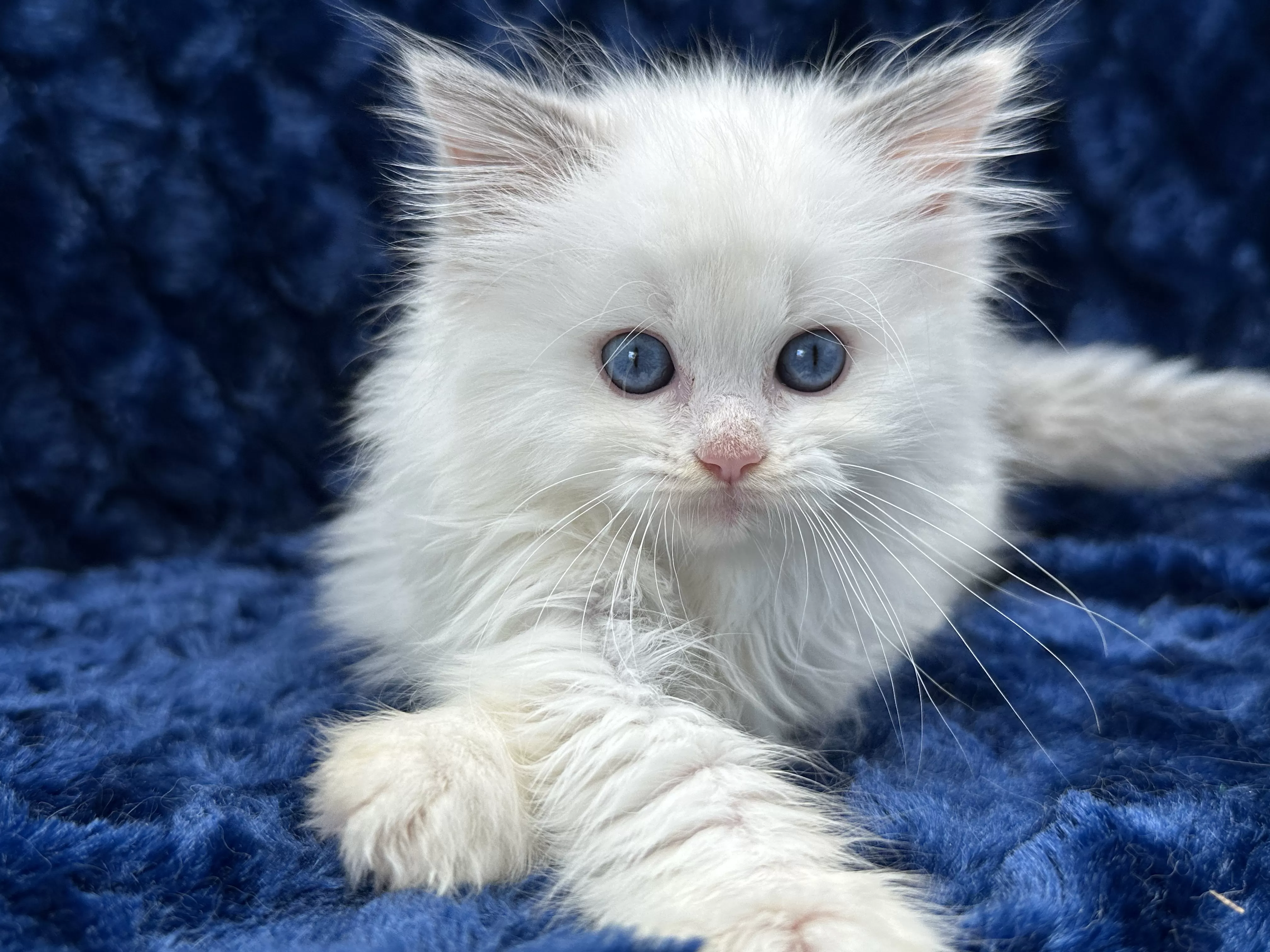 queens gallery image